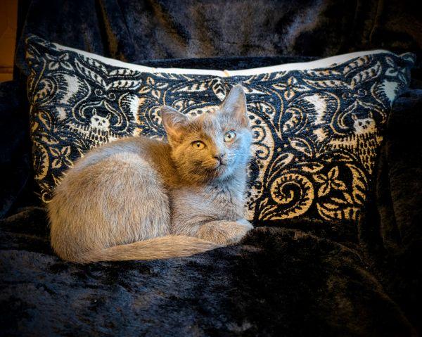 Enlarge Freya, an adopted Domestic Long Hair in Centerville, GA image 2/2