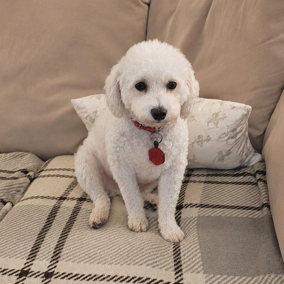 Simpson, ADOPTABLE, Adult Male Bichon Frise.
