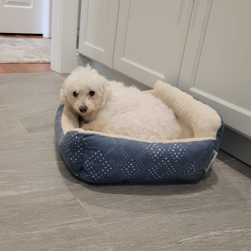 Enlarge Simpson, a ADOPTABLE Bichon Frise in Hartland, WI image 5/6