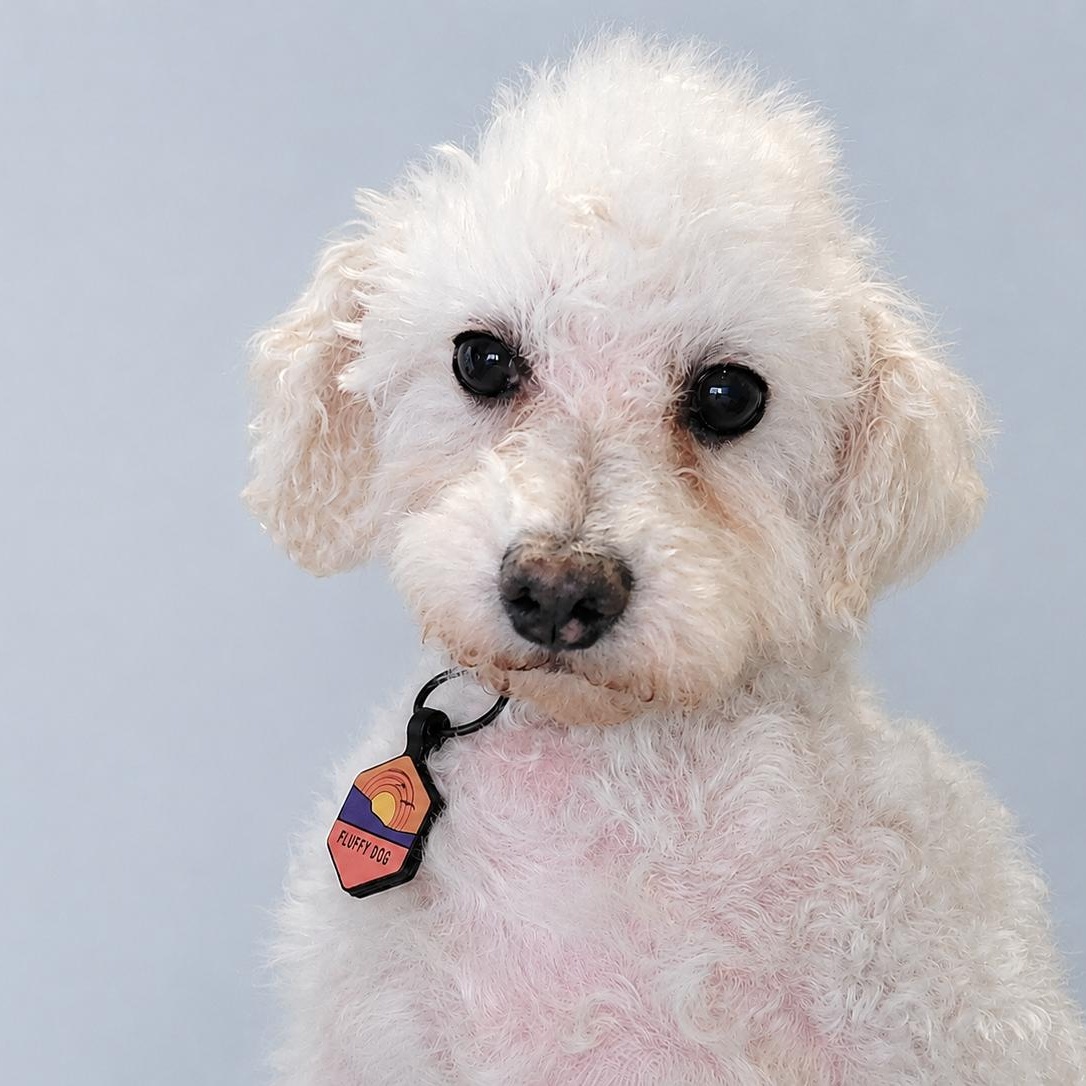Simpson, ADOPTABLE, Adult Male Bichon Frise.
