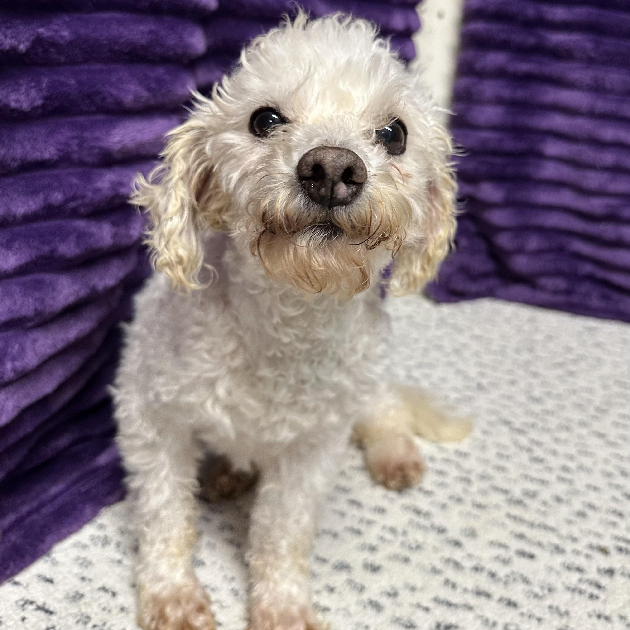 Enlarge Simpson, a ADOPTABLE Bichon Frise in Hartland, WI image 4/6