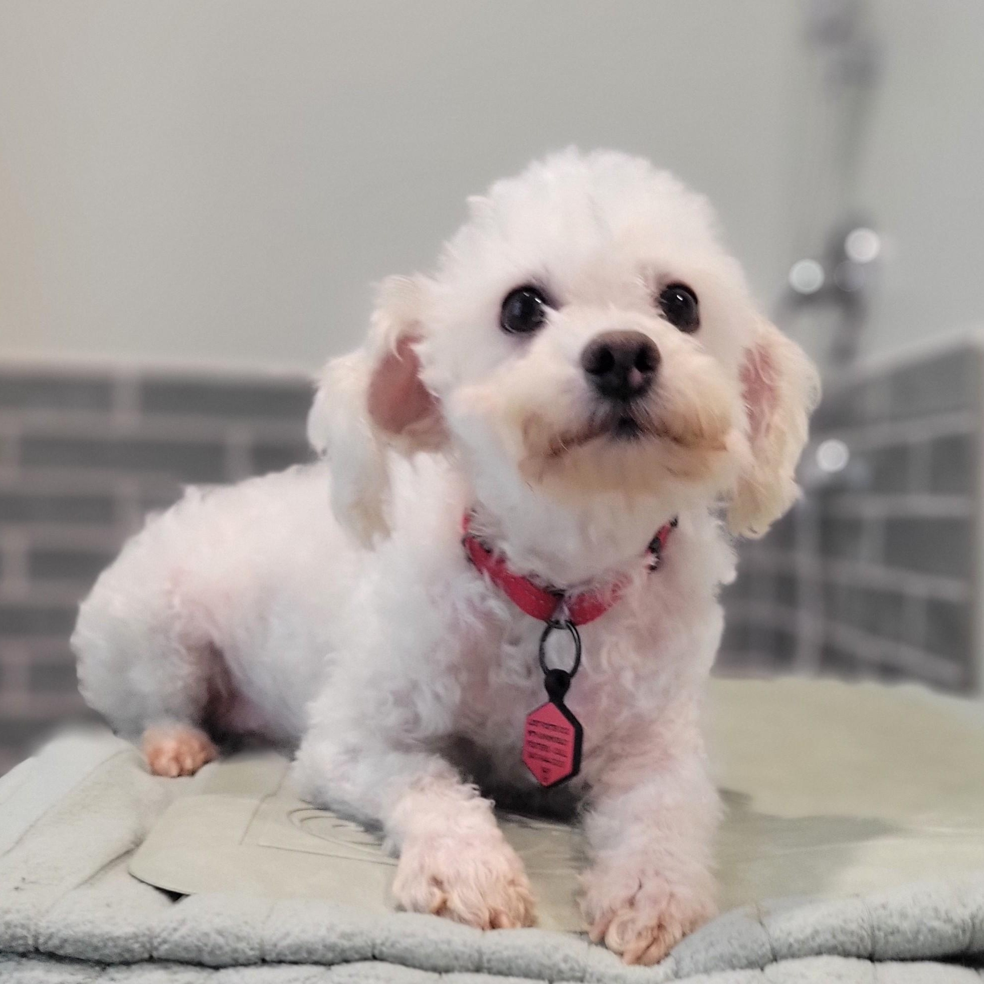 Enlarge Simpson, a ADOPTABLE Bichon Frise in Hartland, WI image 2/6