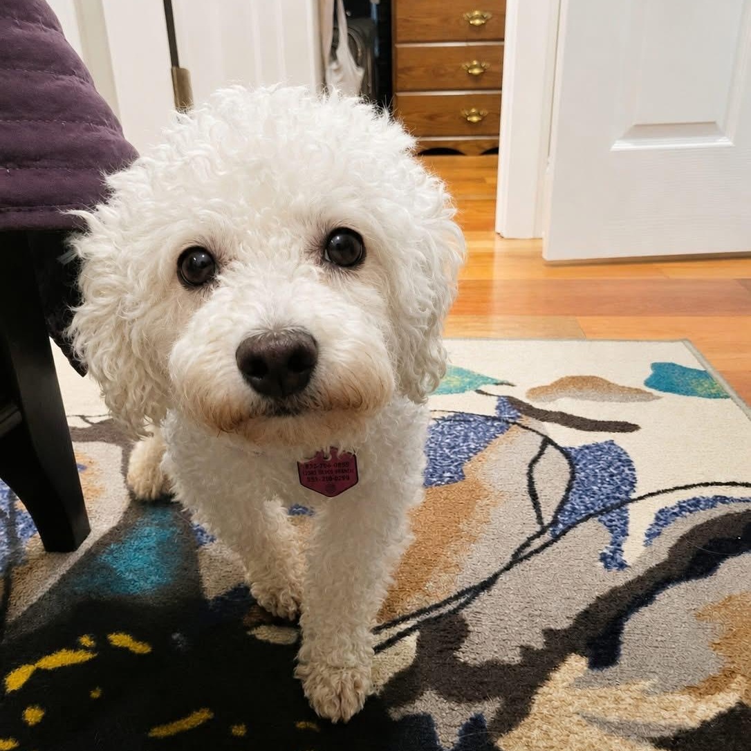 Enlarge Simpson, a ADOPTABLE Bichon Frise in Hartland, WI image 3/6
