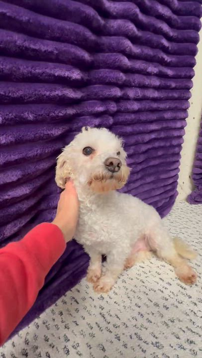 Enlarge Simpson, a ADOPTABLE Bichon Frise in Hartland, WI video 6/6