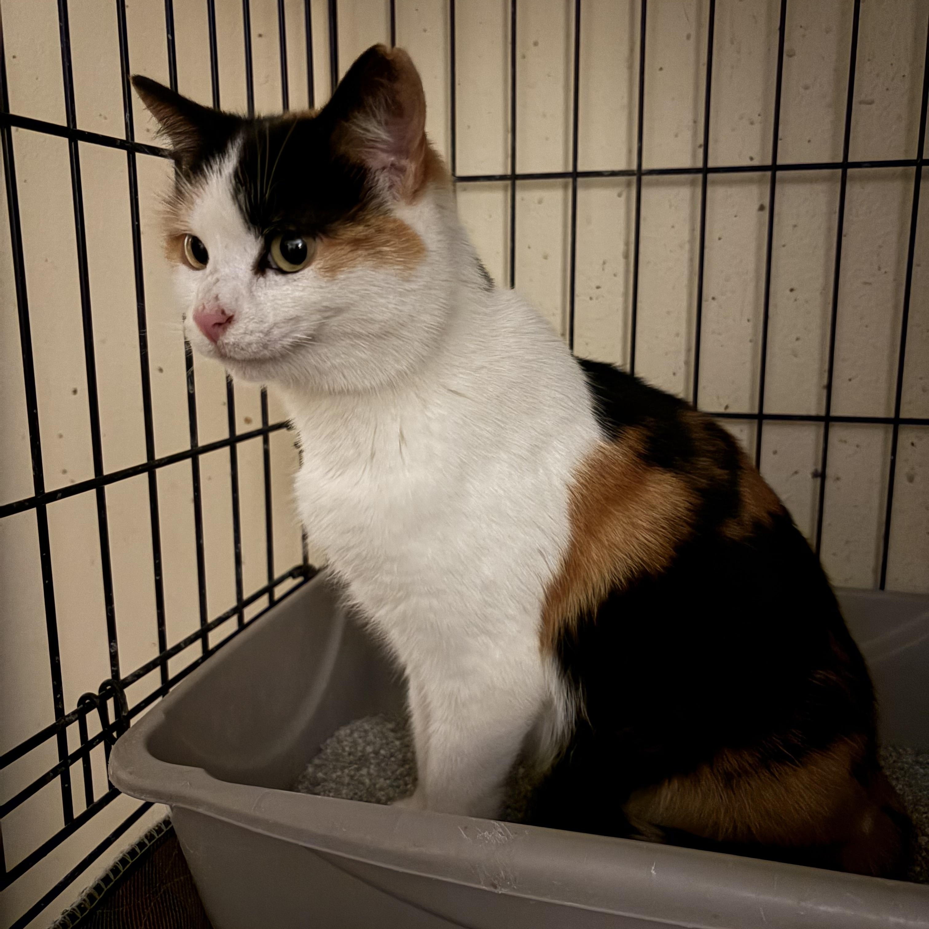 Wynnie, ADOPTABLE, Young Female Calico.
