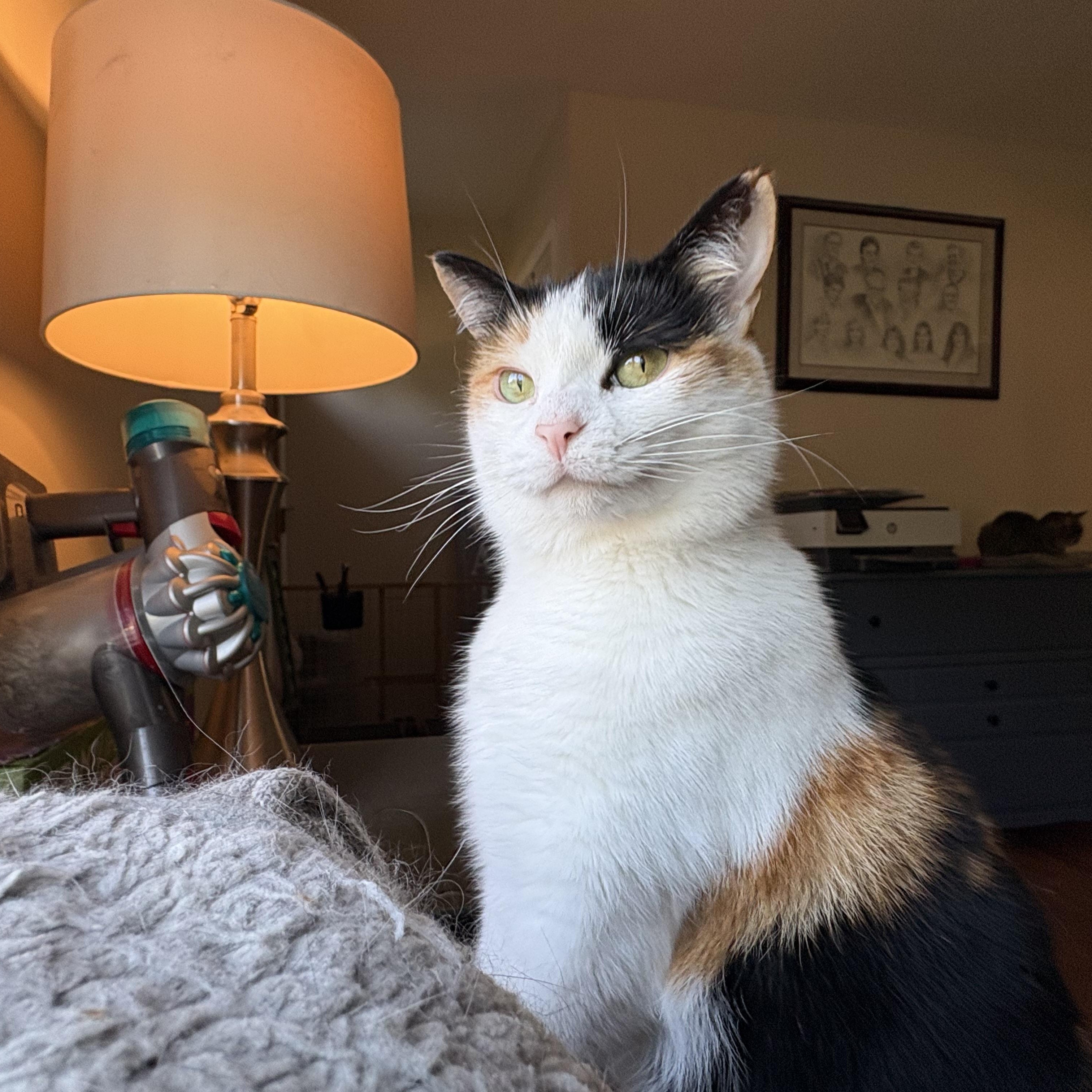 Enlarge Wynnie, a ADOPTABLE Calico in Cleveland, OH image 6/6