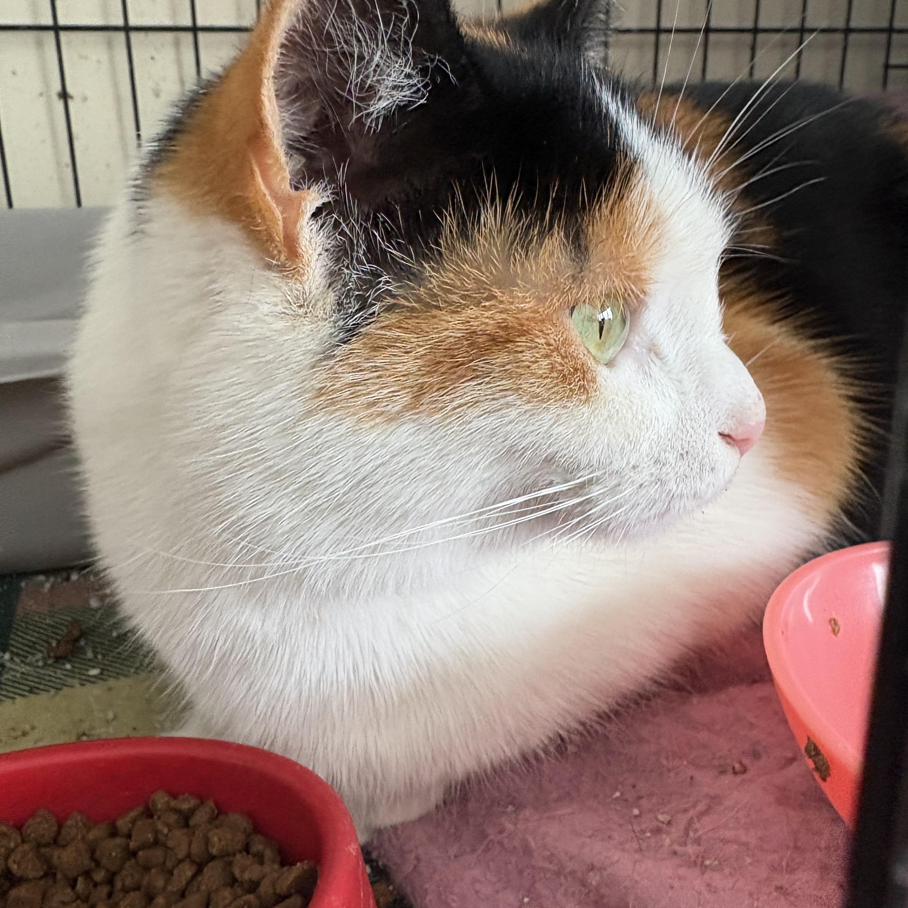 Enlarge Wynnie, a ADOPTABLE Calico in Cleveland, OH image 2/3