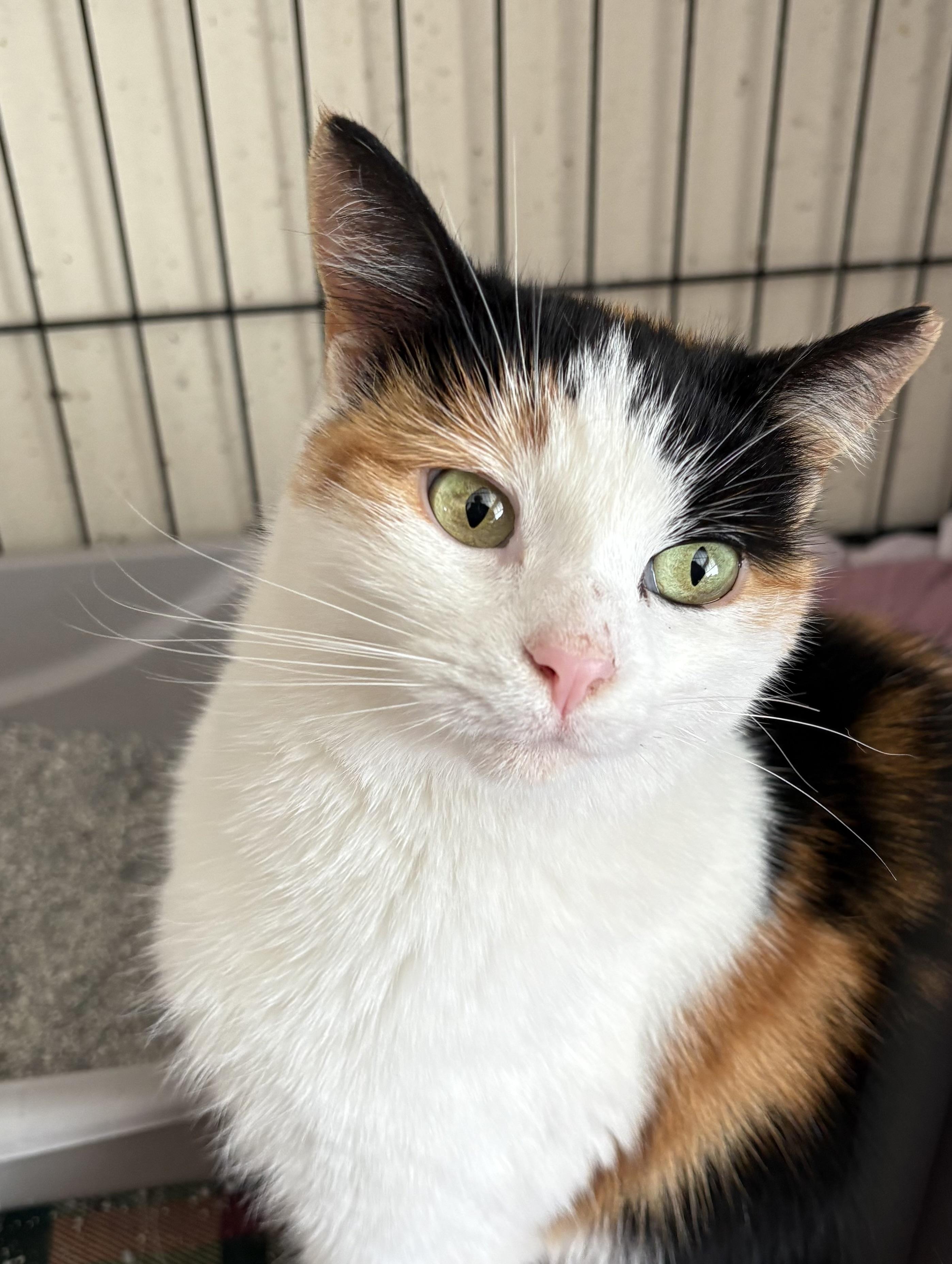 Wynnie, ADOPTABLE, Young Female Calico.
