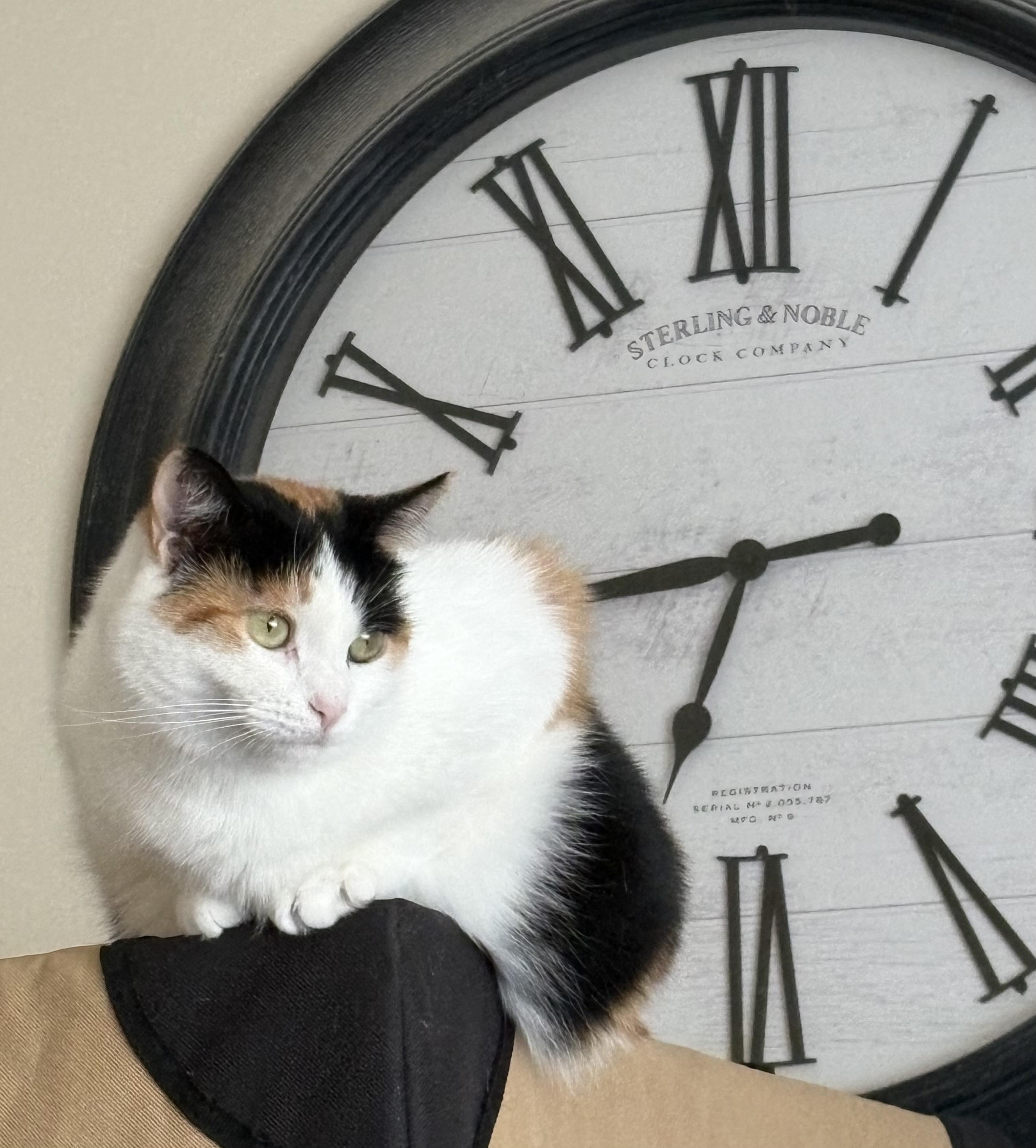 Enlarge Wynnie, a ADOPTABLE Calico in Cleveland, OH image 1/6