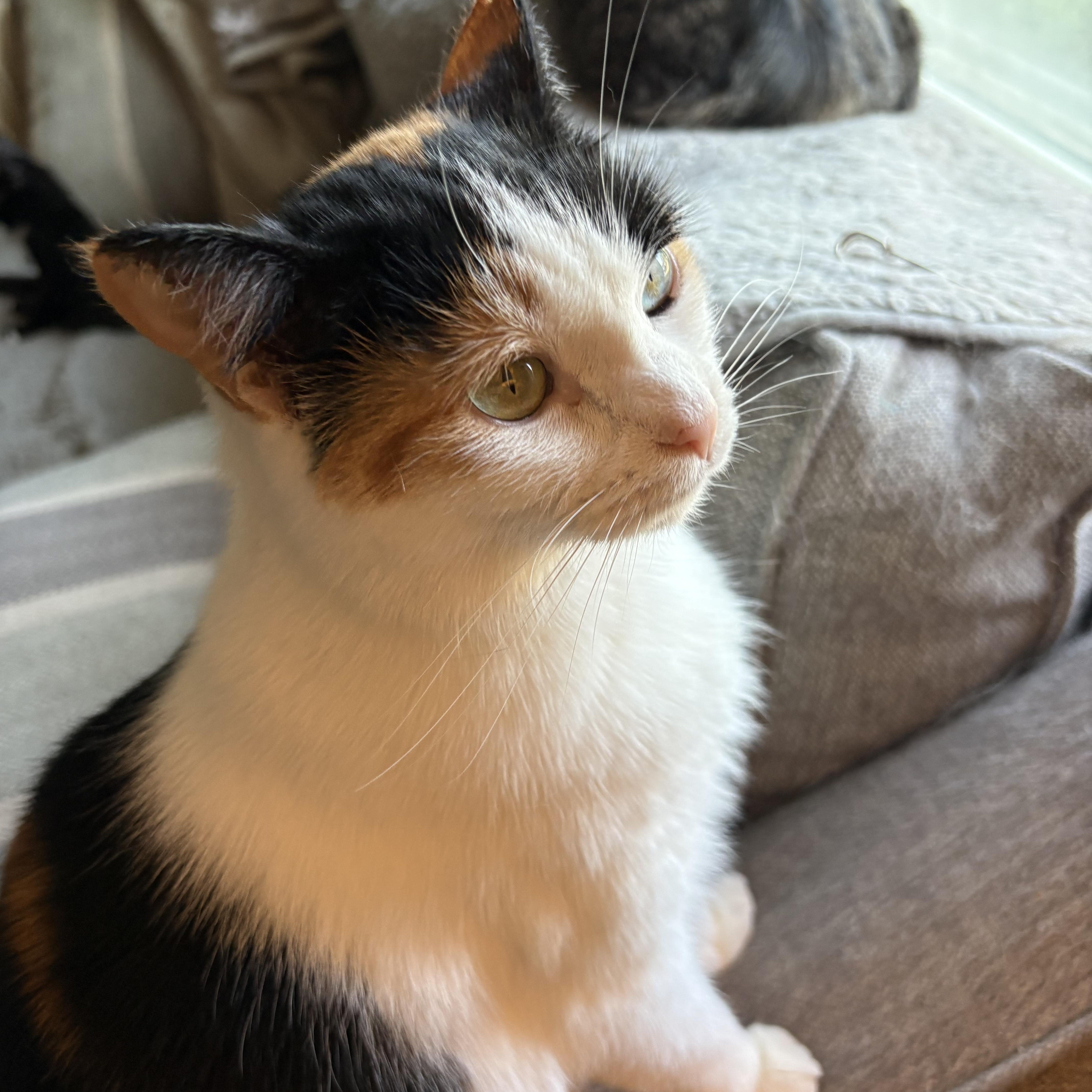 Enlarge Wynnie, a ADOPTABLE Calico in Cleveland, OH image 2/6