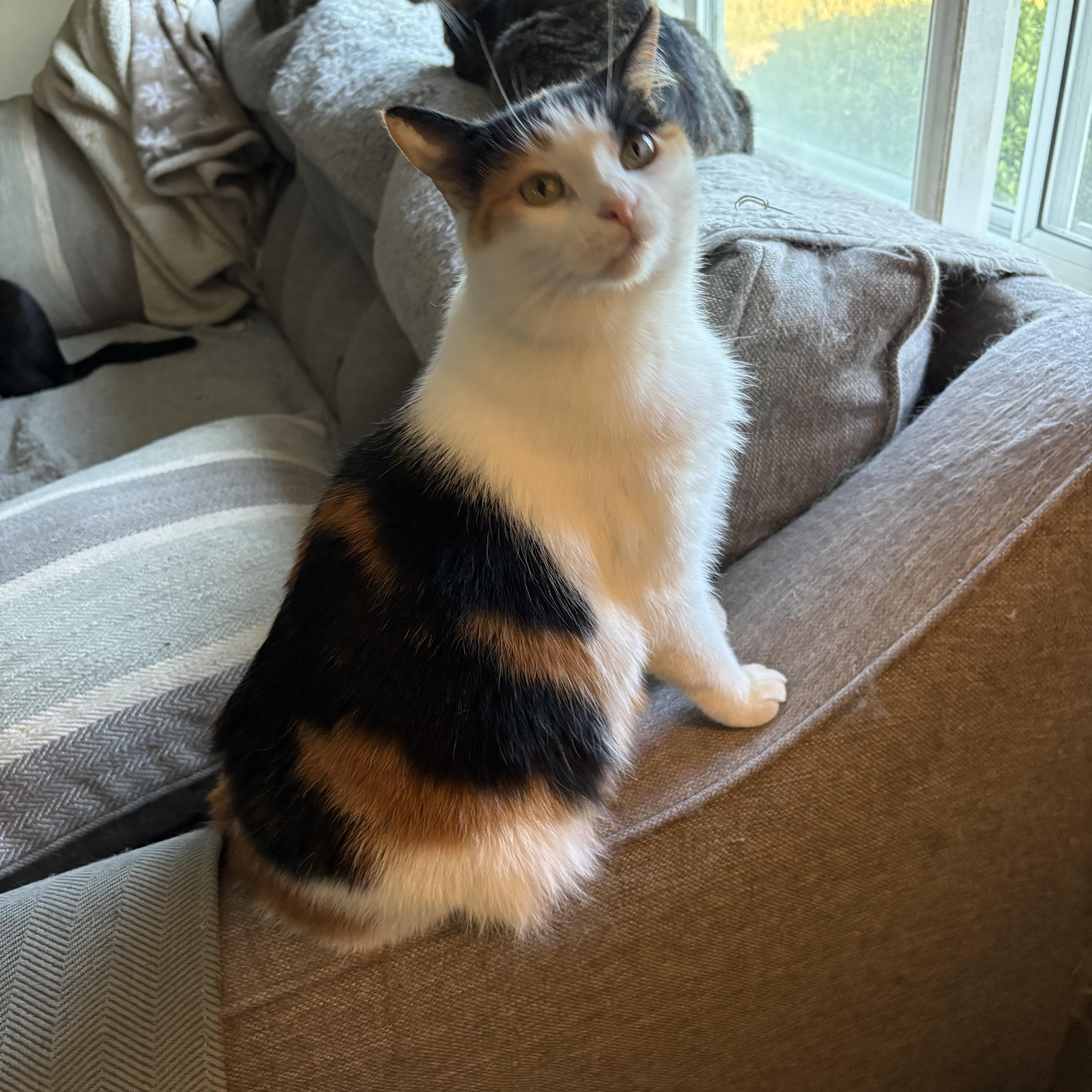 Enlarge Wynnie, a ADOPTABLE Calico in Cleveland, OH image 5/6