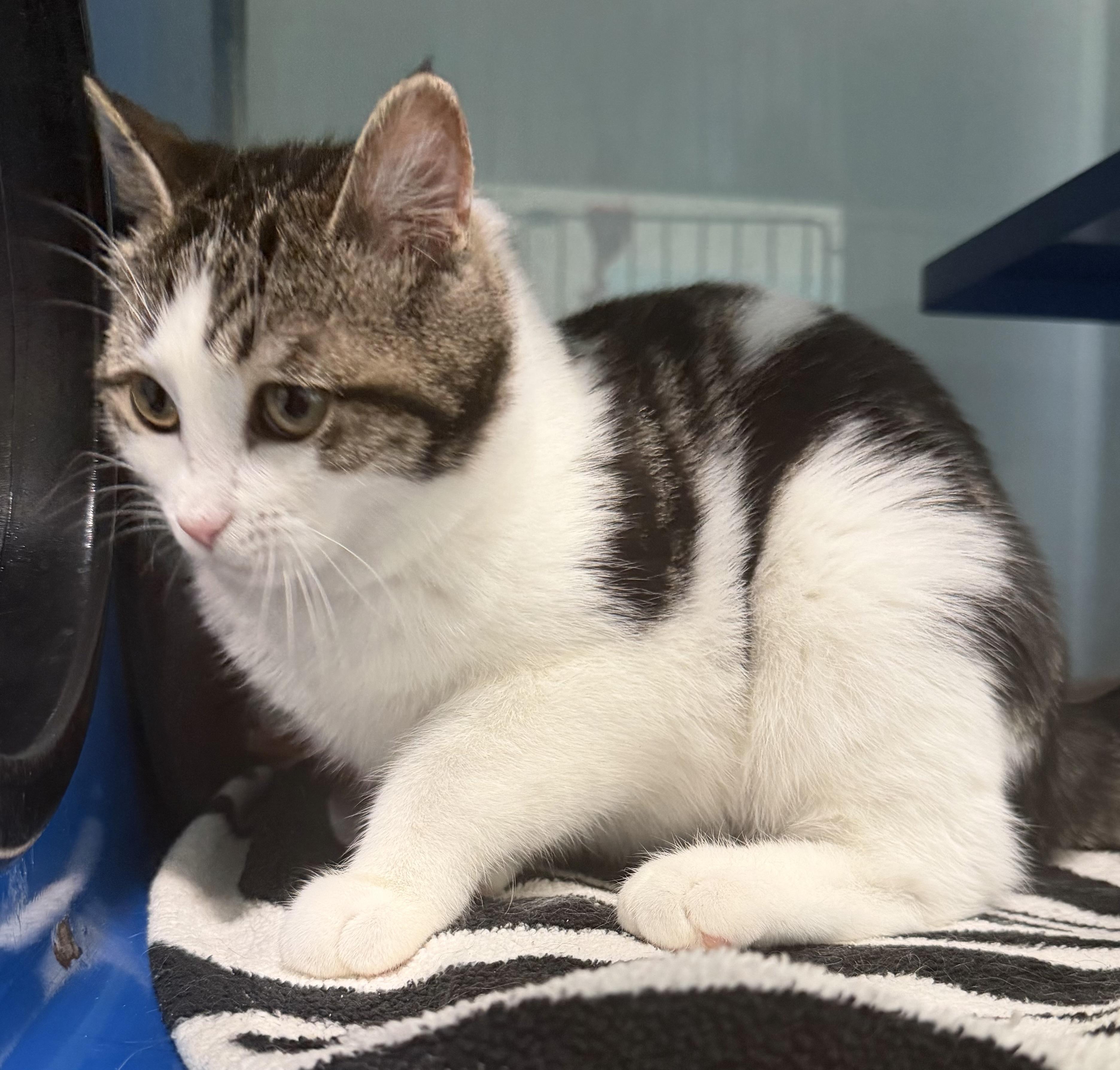 Lottie, an adopted Domestic Short Hair in Sault Sainte Marie, MI image 1/2