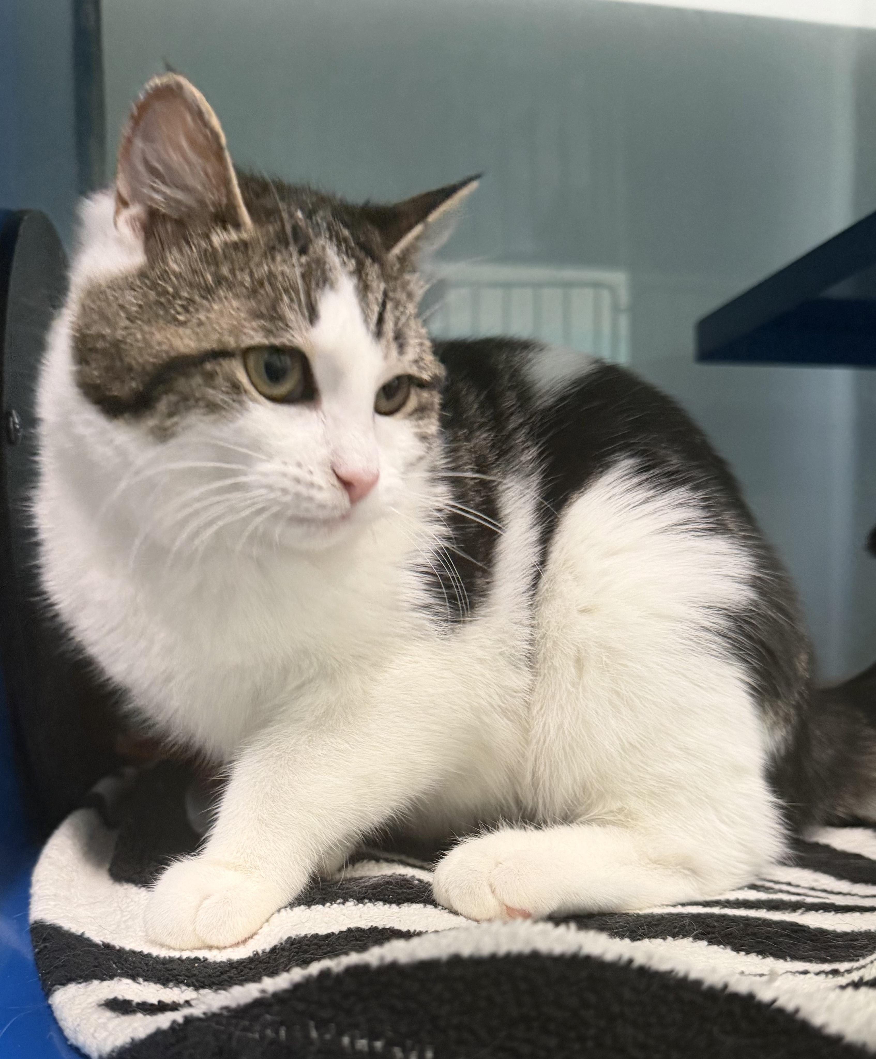 Lottie, an adopted Domestic Short Hair in Sault Sainte Marie, MI image 2/2