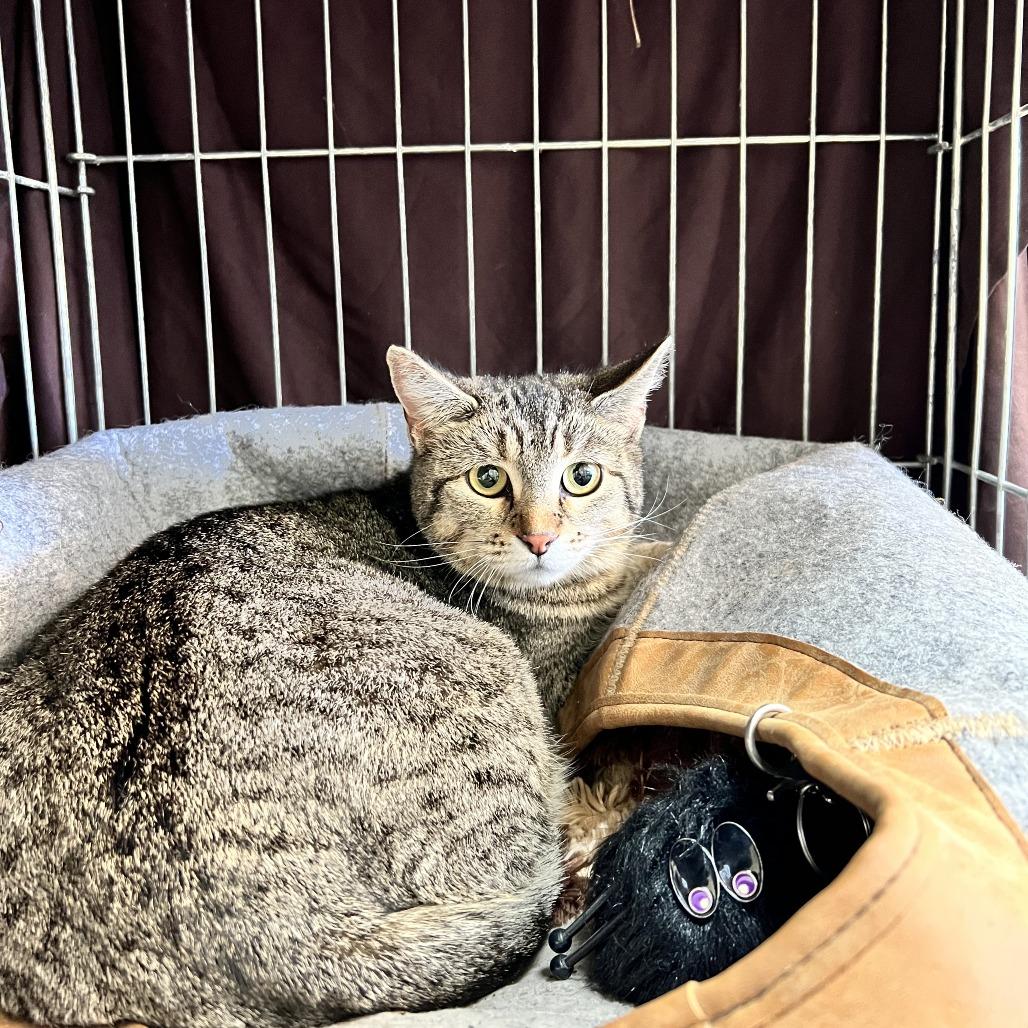 Mulberry — thumbnail 3