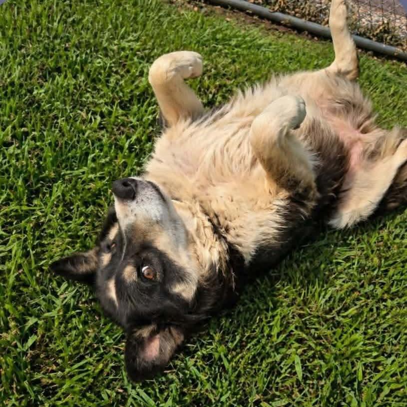 Enlarge Molly, a Adoptable Mixed Breed in Buffalo, MN image 1/6