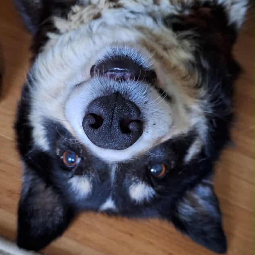 Enlarge Molly, a Adoptable Mixed Breed in Brooklyn Park, MN image 2/6