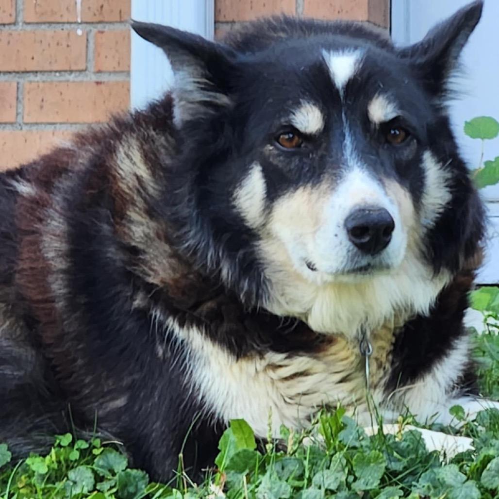Enlarge Molly, a Adoptable Mixed Breed in Brooklyn Park, MN image 1/6