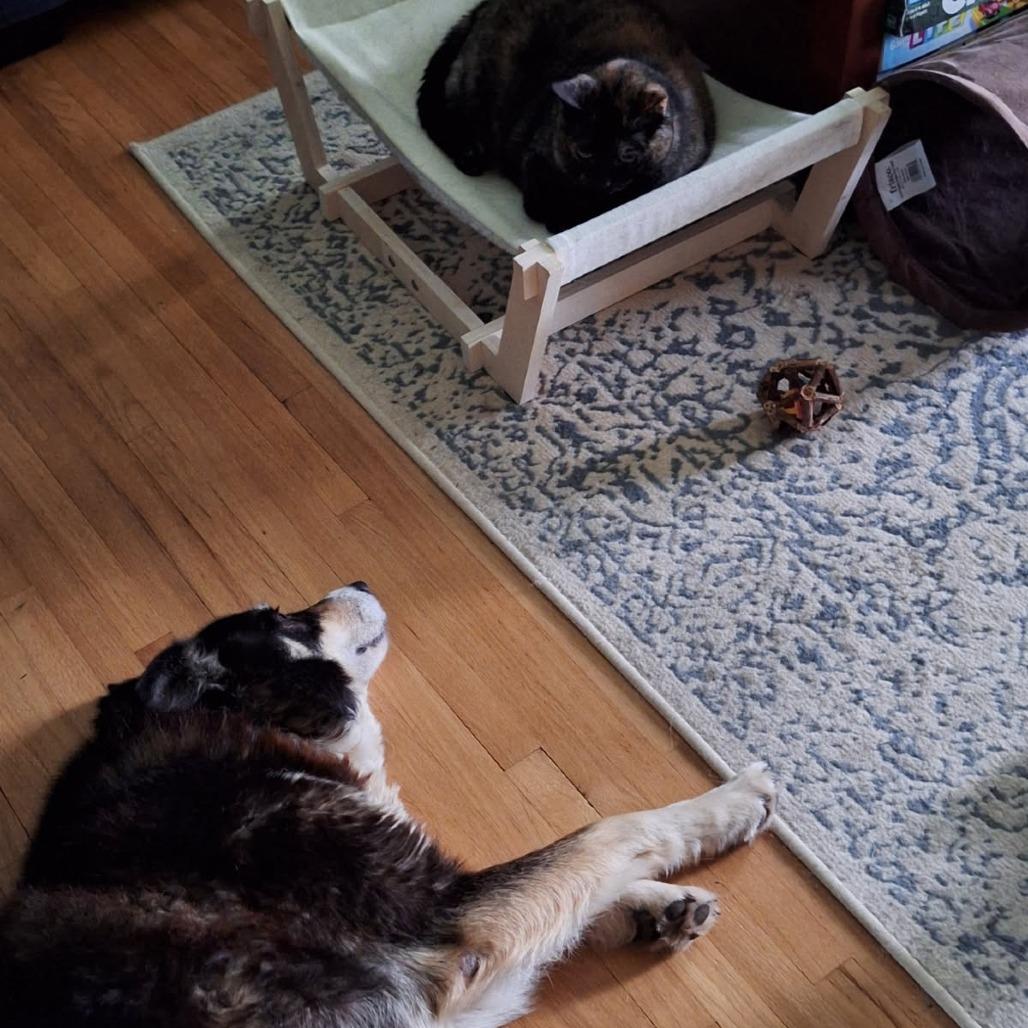 Enlarge Molly, a Adoptable Mixed Breed in Brooklyn Park, MN image 3/6