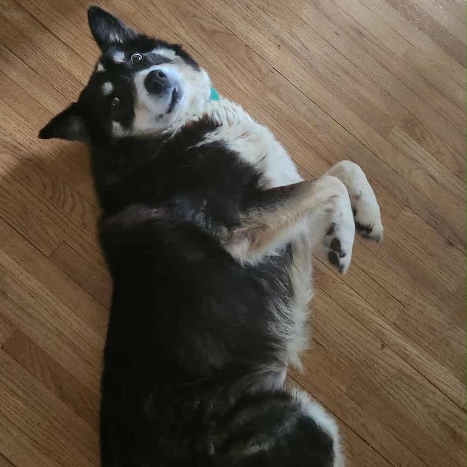 Enlarge Molly, a Adoptable Mixed Breed in Brooklyn Park, MN image 4/6