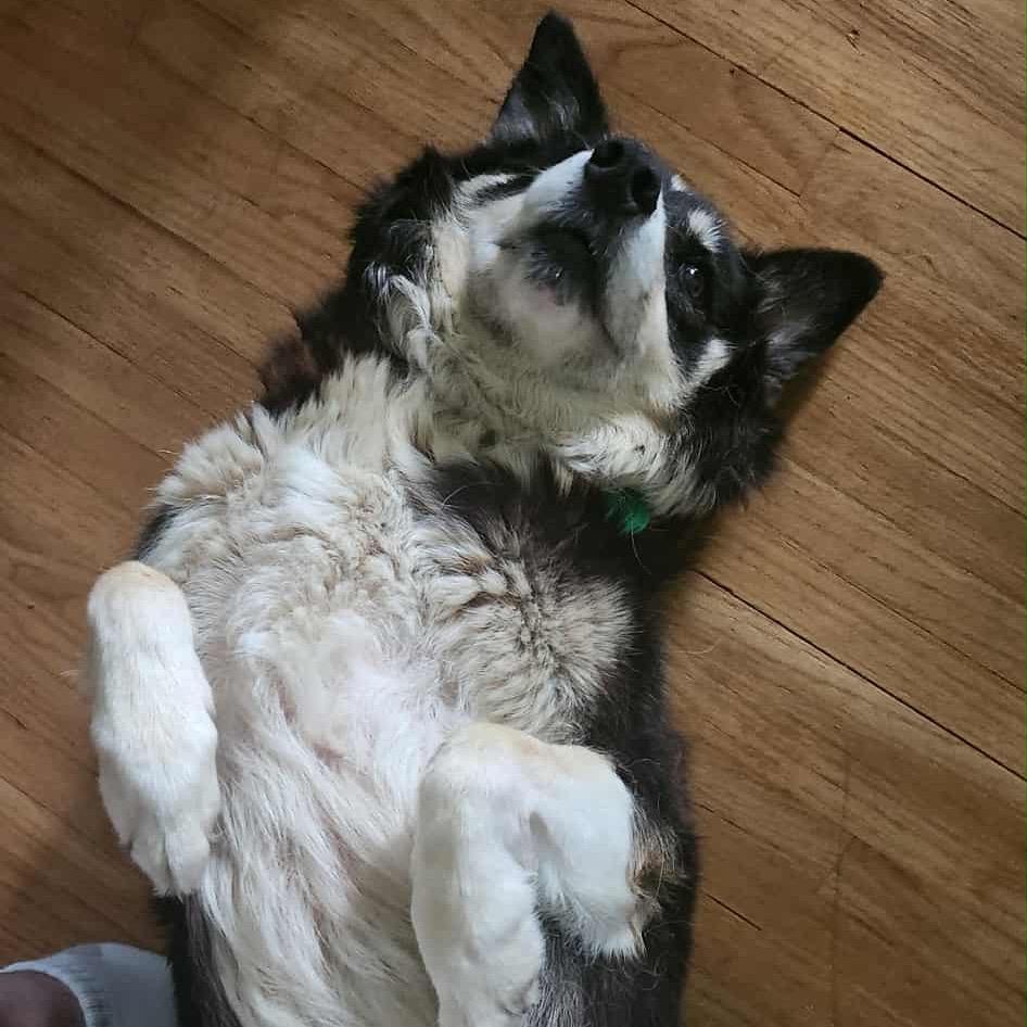 Molly, Adoptable, Adult Female Mixed Breed.