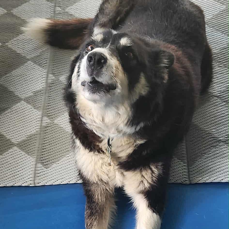 Enlarge Molly, a Adoptable Mixed Breed in Brooklyn Park, MN image 6/6