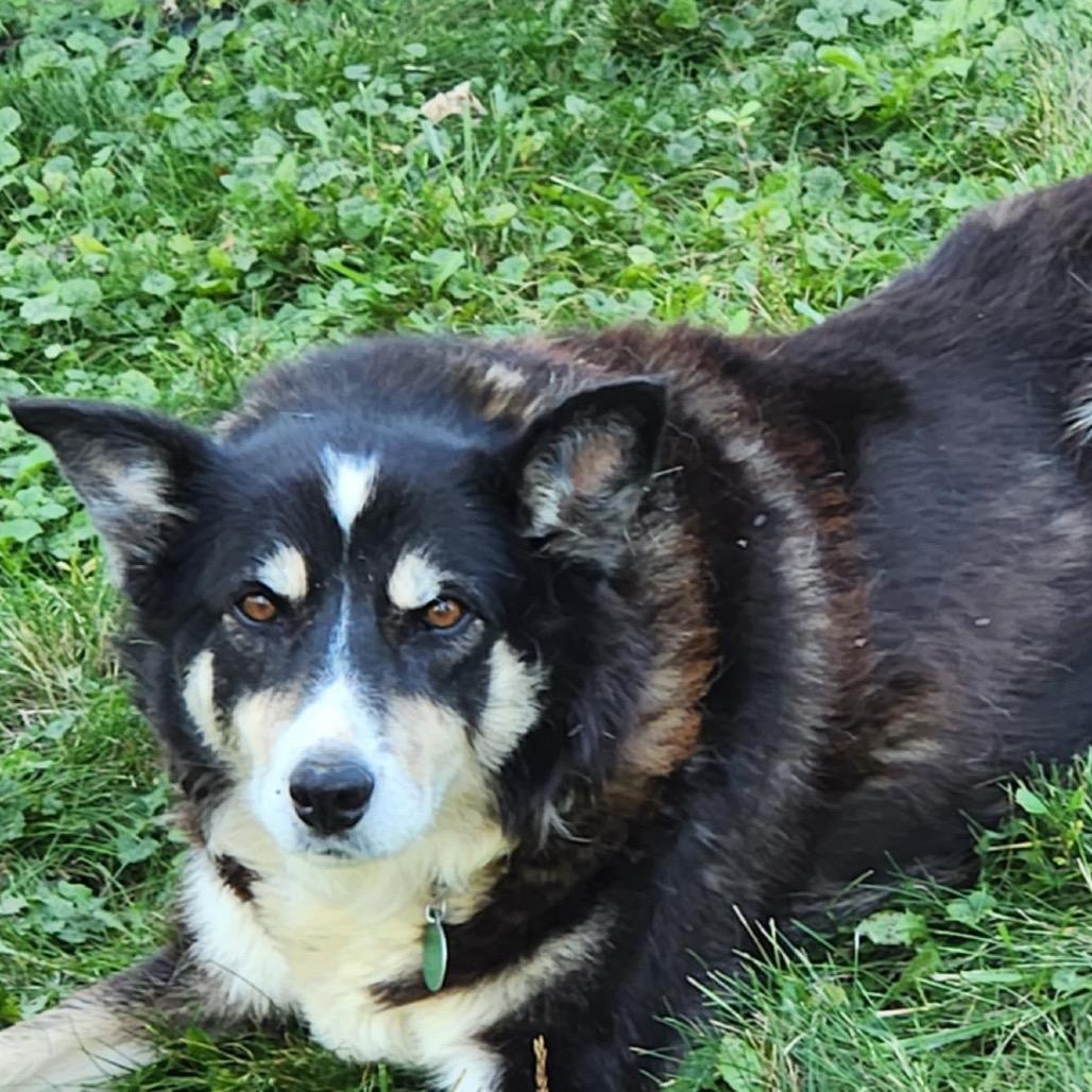 Enlarge Molly, a Adoptable Mixed Breed in Brooklyn Park, MN image 2/6