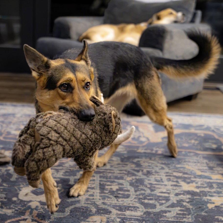 Ellie, Adoptable, Young Female German Shepherd Dog.