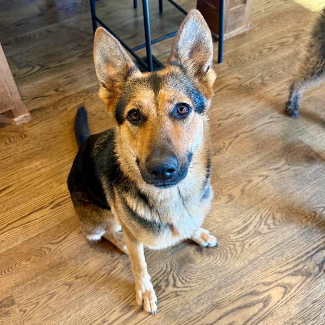 Ellie, Adoptable, Young Female German Shepherd Dog.