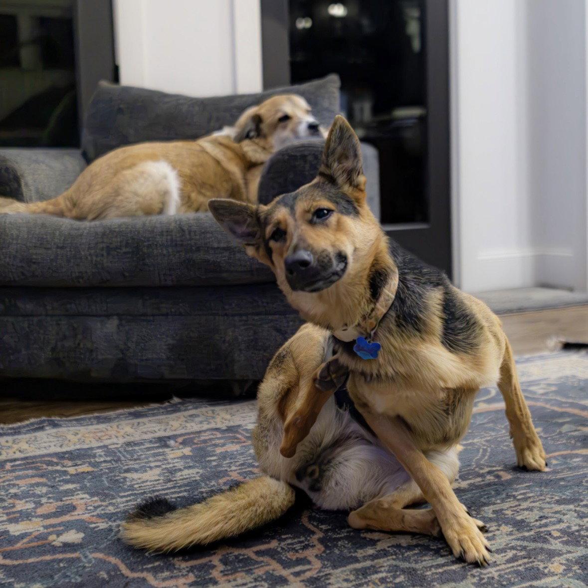 Enlarge Ellie, a Adoptable German Shepherd Dog in Gaffney, SC image 2/3