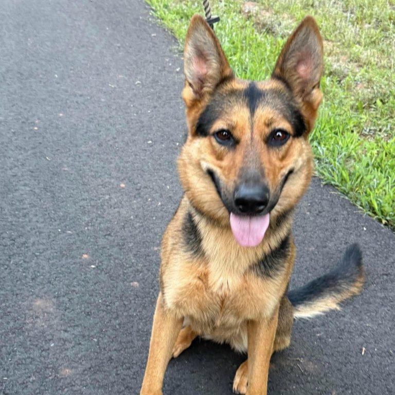 Ellie, a Adoptable German Shepherd Dog in Gaffney, SC image 2/3