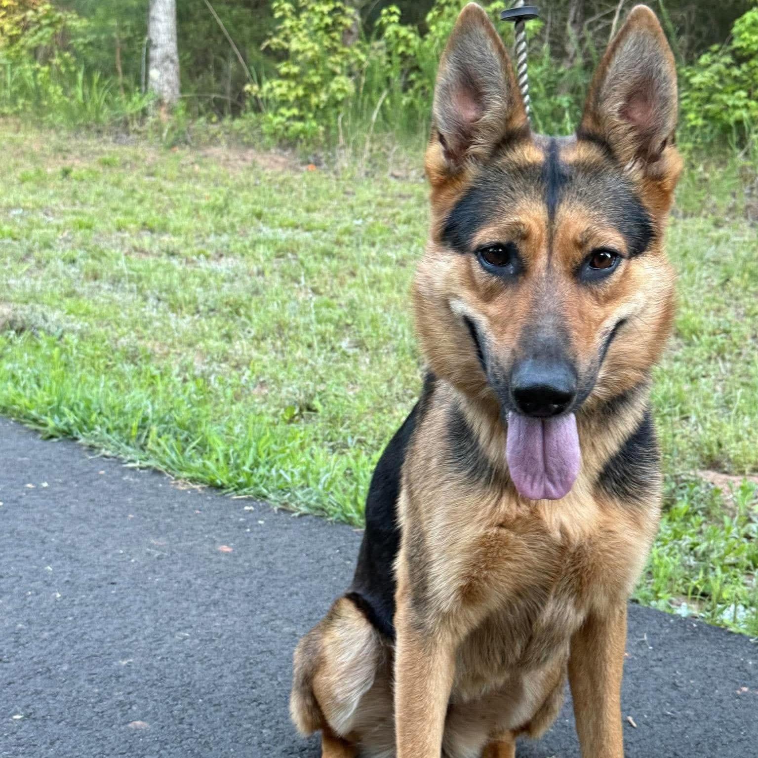 Ellie, a Adoptable German Shepherd Dog in Gaffney, SC image 3/3