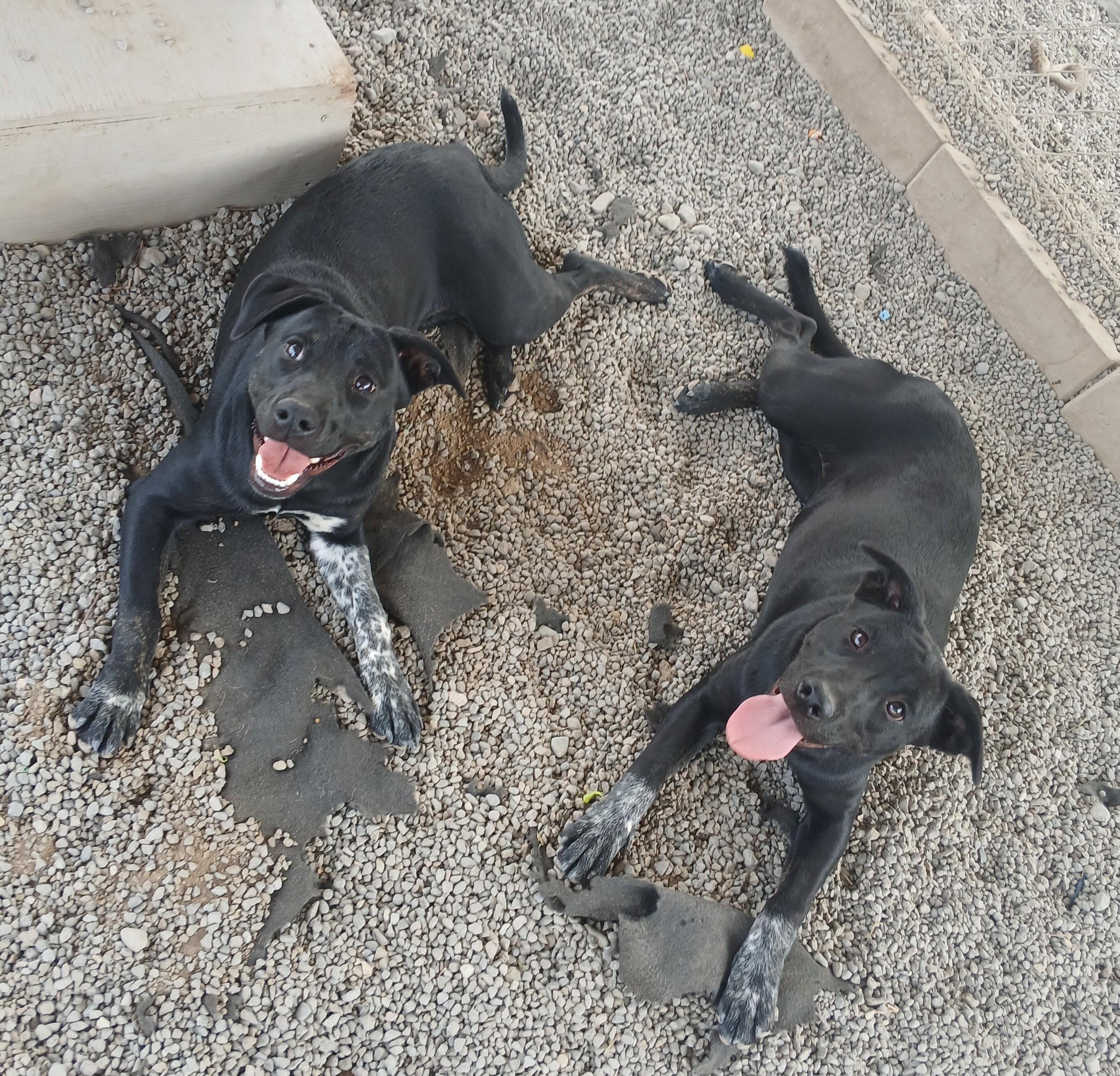 Kit Kat, an adoptable Mixed Breed in Susanville, CA, 96130 | Photo Image 2