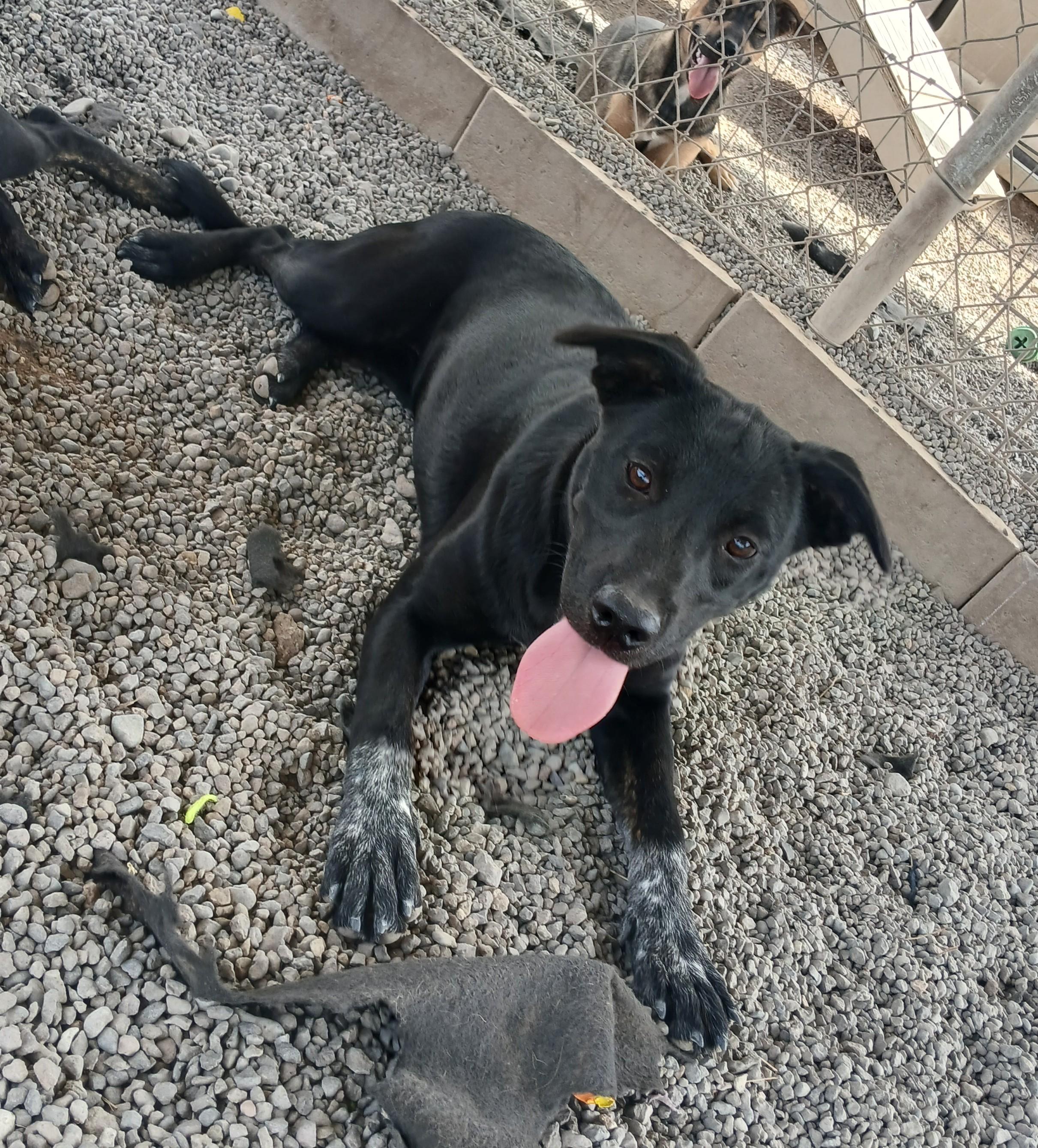 Kit Kat, an adoptable Mixed Breed in Susanville, CA, 96130 | Photo Image 1