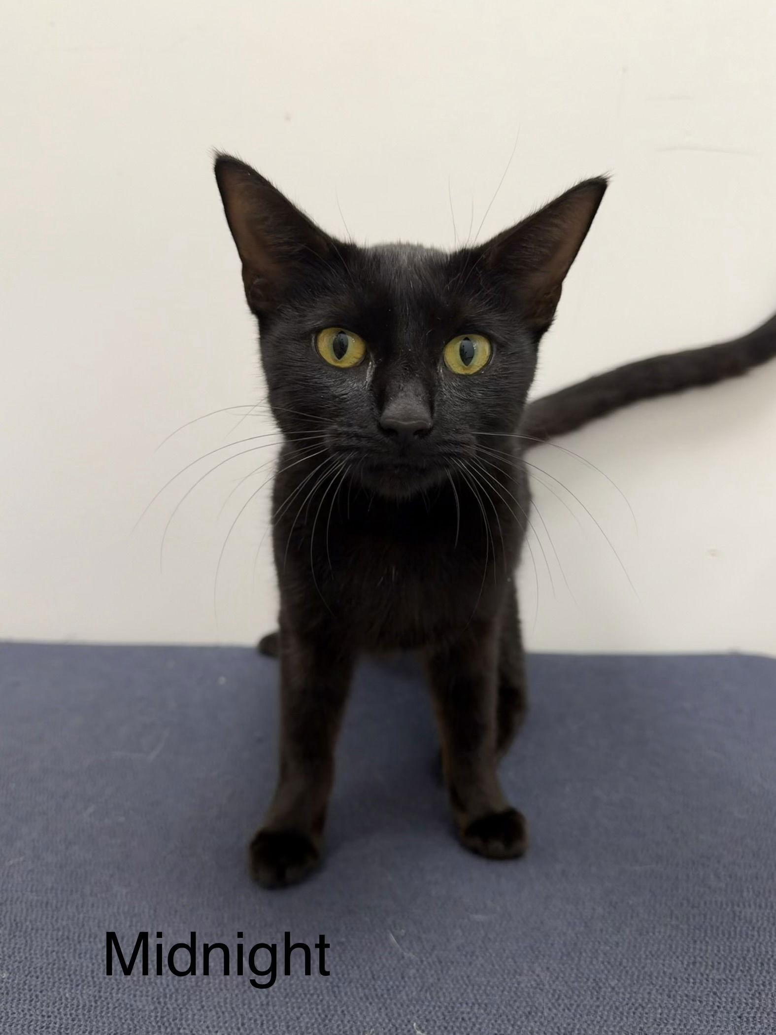 Midnight (MIDI), Adopted, Young Female Domestic Short Hair.
