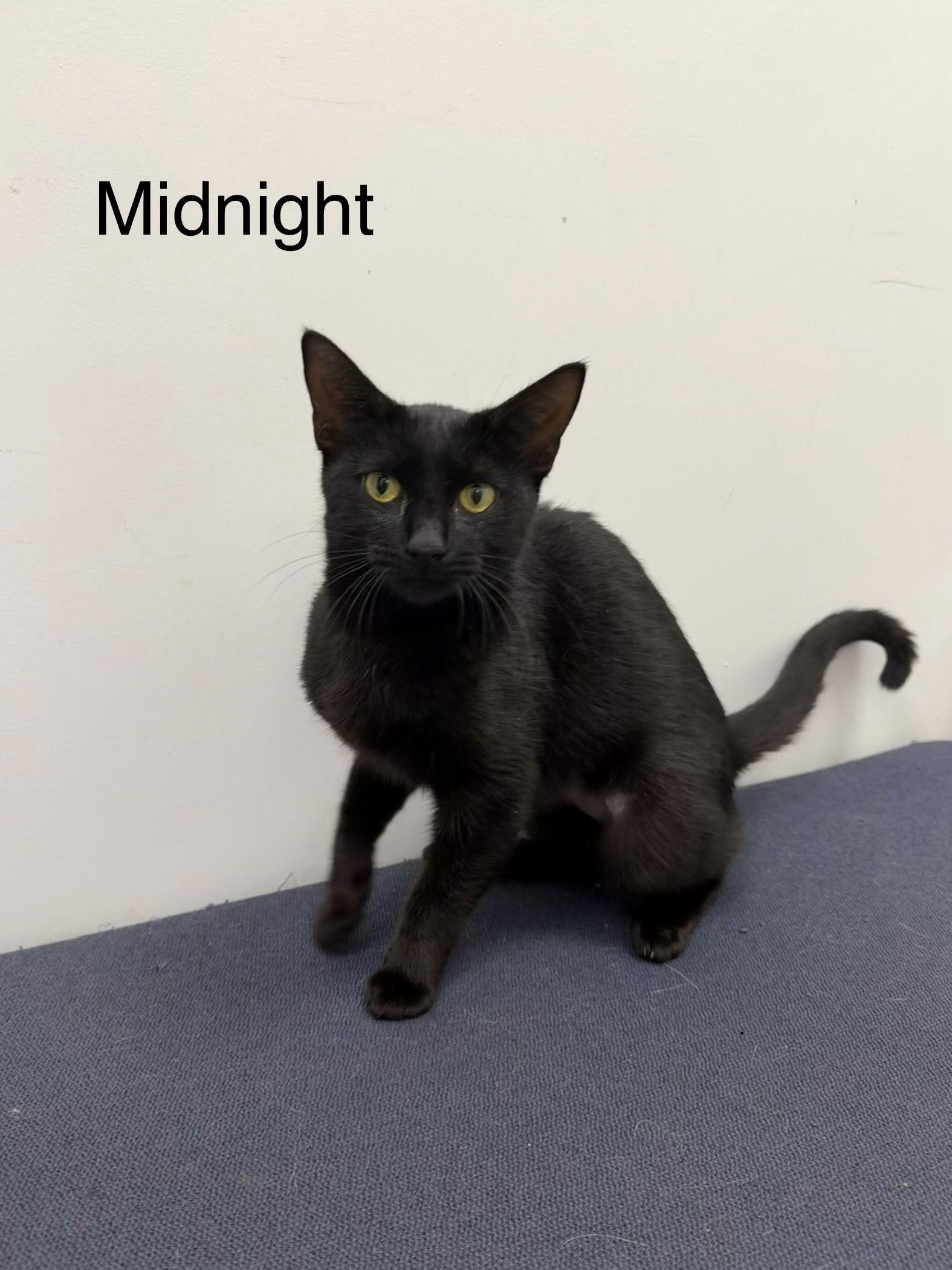 Enlarge Midnight (MIDI), a Adopted Domestic Short Hair in Longwood, FL image 2/2