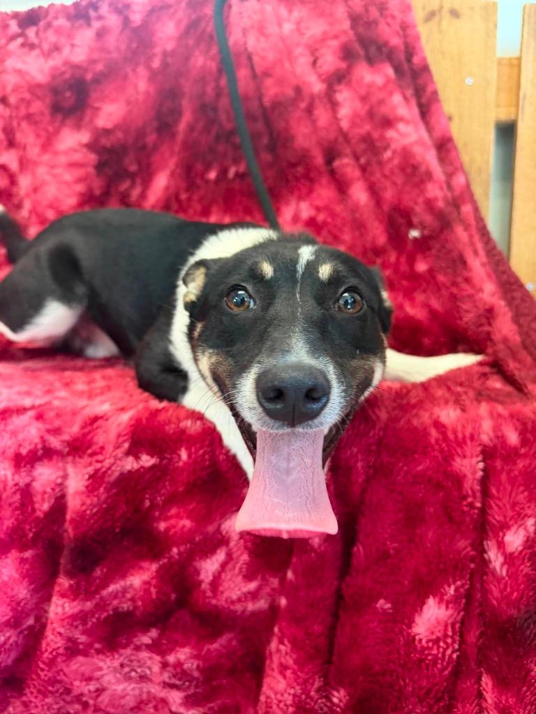 Enlarge Martin, a Adoptable mixed breed in Lagrange, IN image 1/1