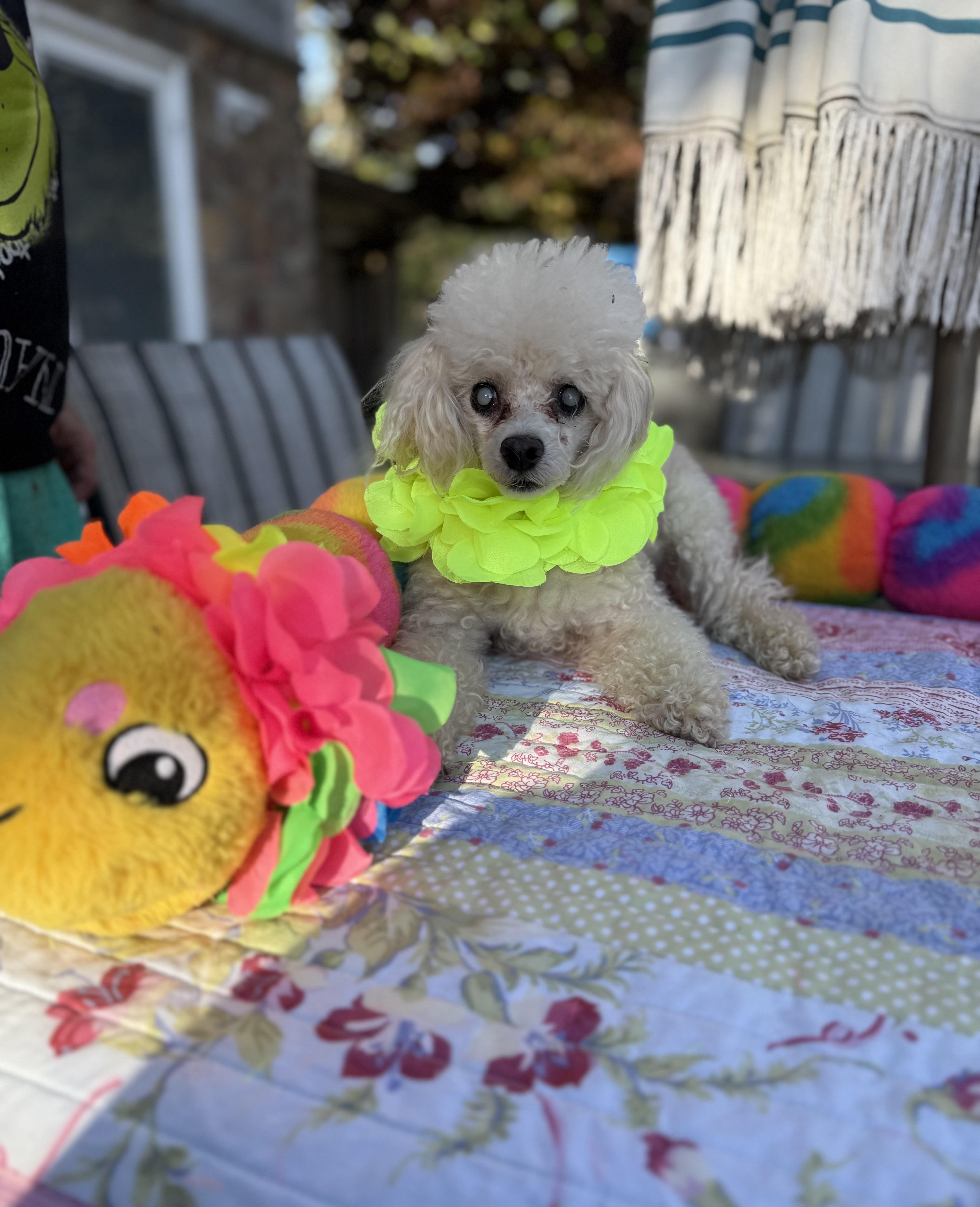 Prince senior , a ADOPTABLE Poodle (Toy) in White Lake, MI image 4/5
