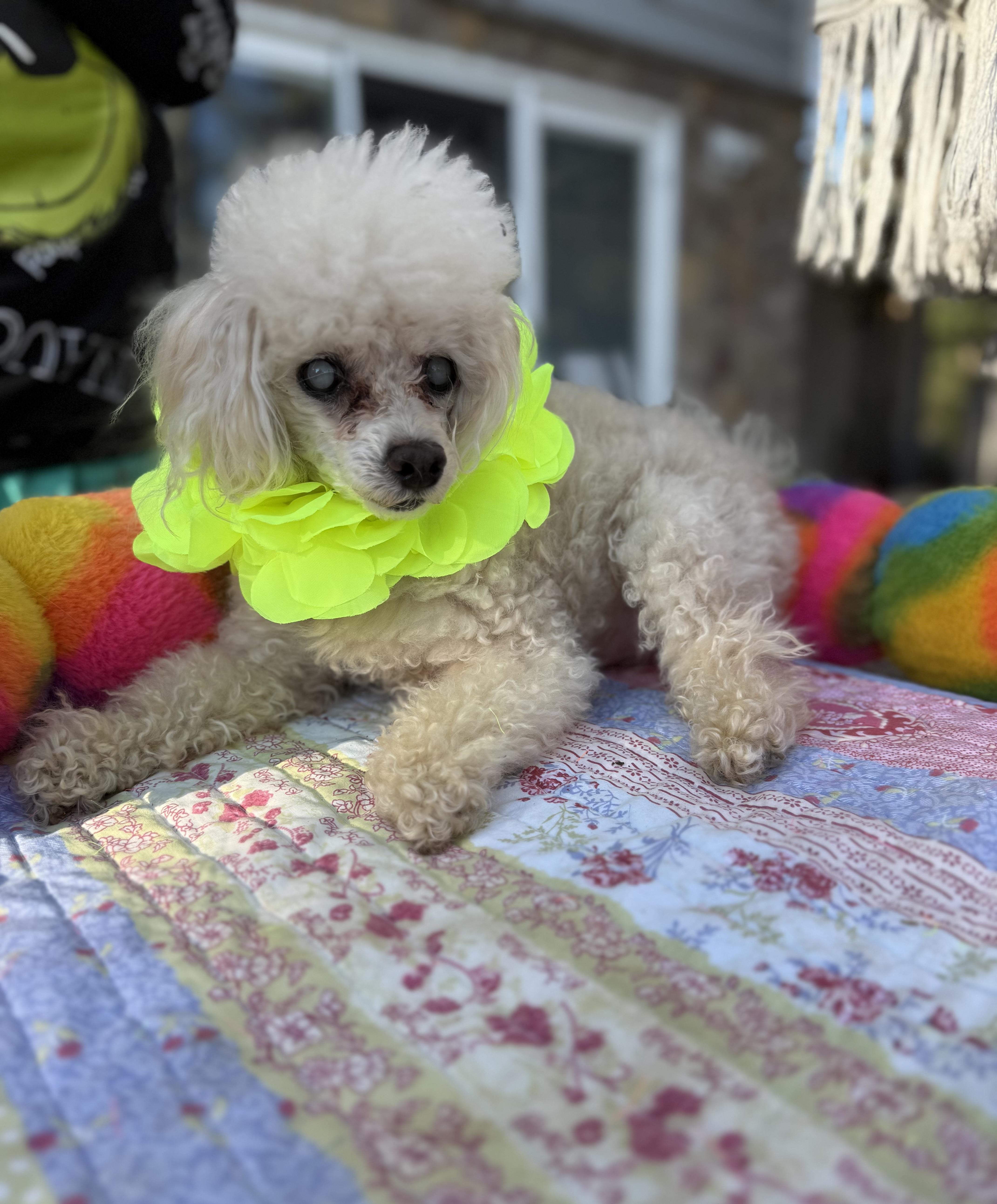 Prince senior , ADOPTABLE, Senior Male Poodle (Toy).