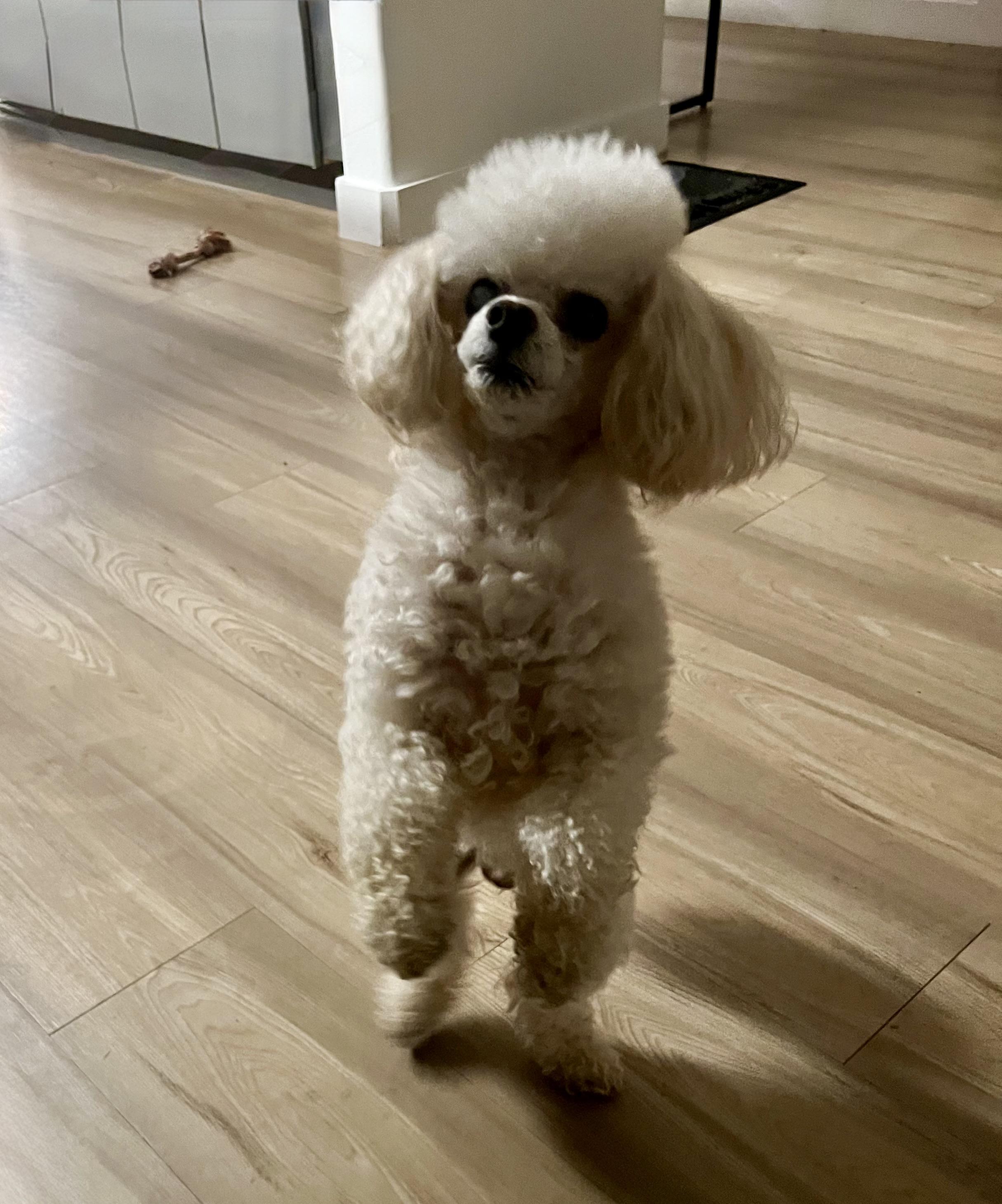 Prince senior , a ADOPTABLE Poodle (Toy) in White Lake, MI image 2/5