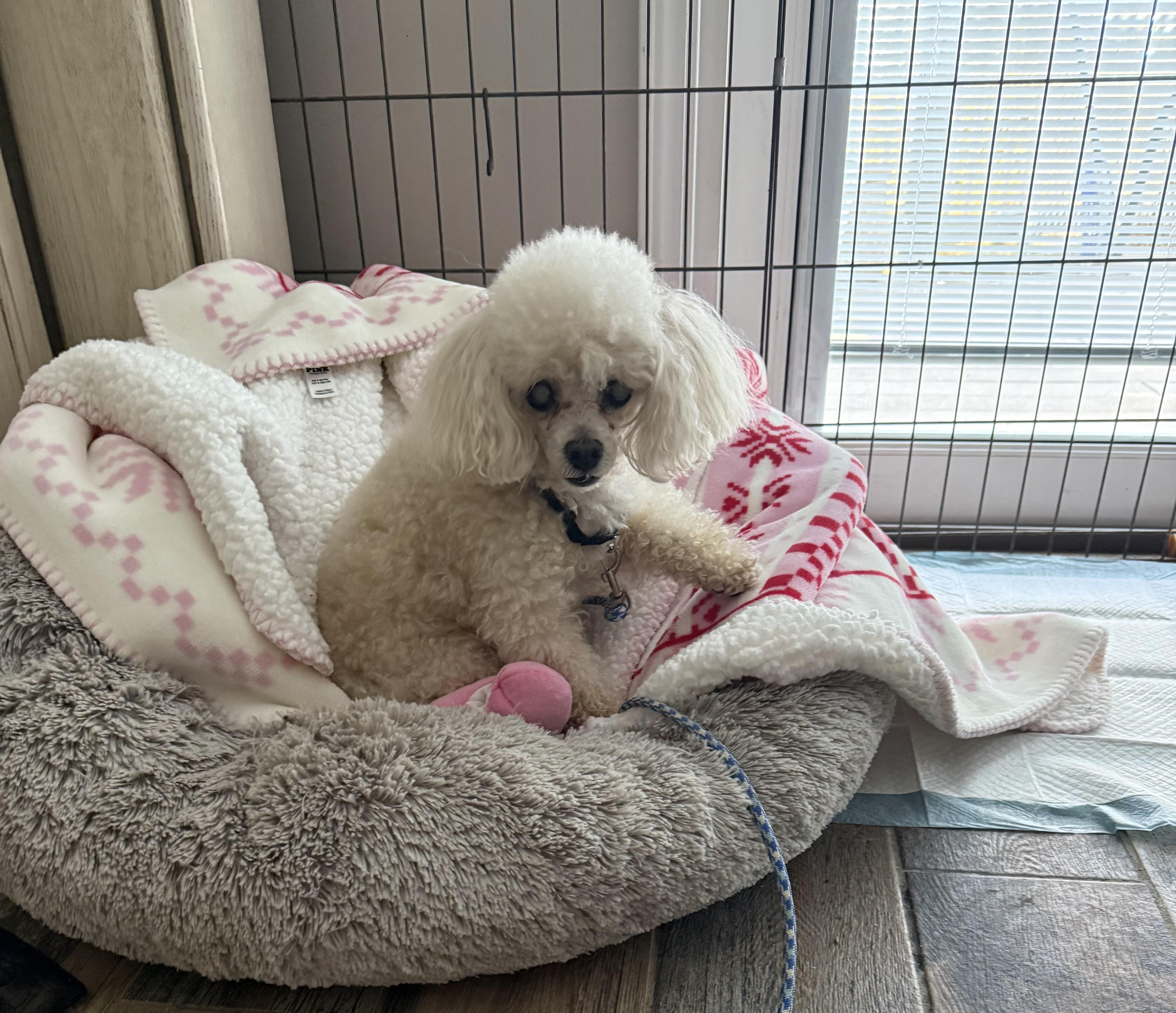Prince senior , a ADOPTABLE Poodle (Toy) in White Lake, MI image 3/5
