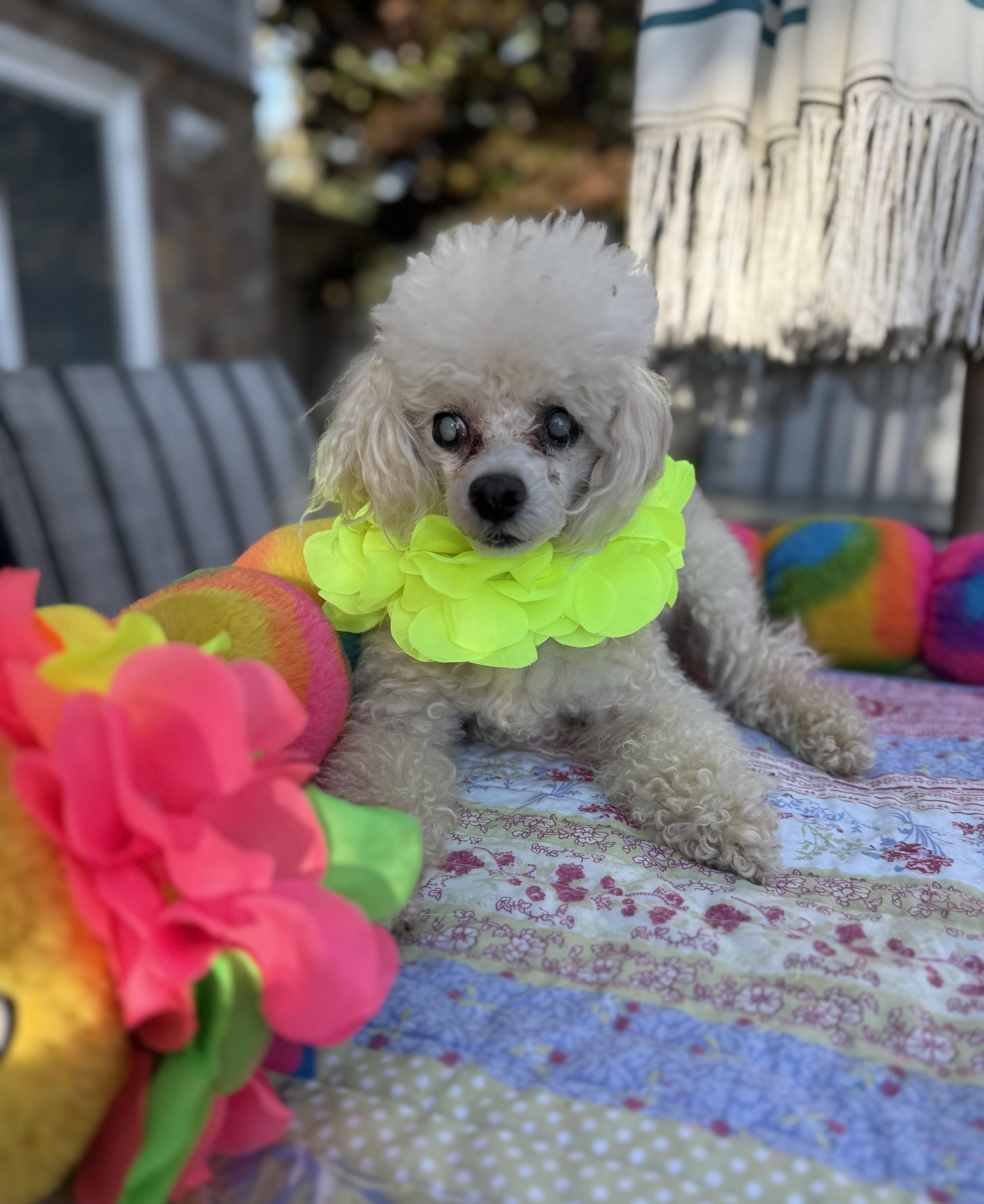 Prince senior , a ADOPTABLE Poodle (Toy) in White Lake, MI image 5/5