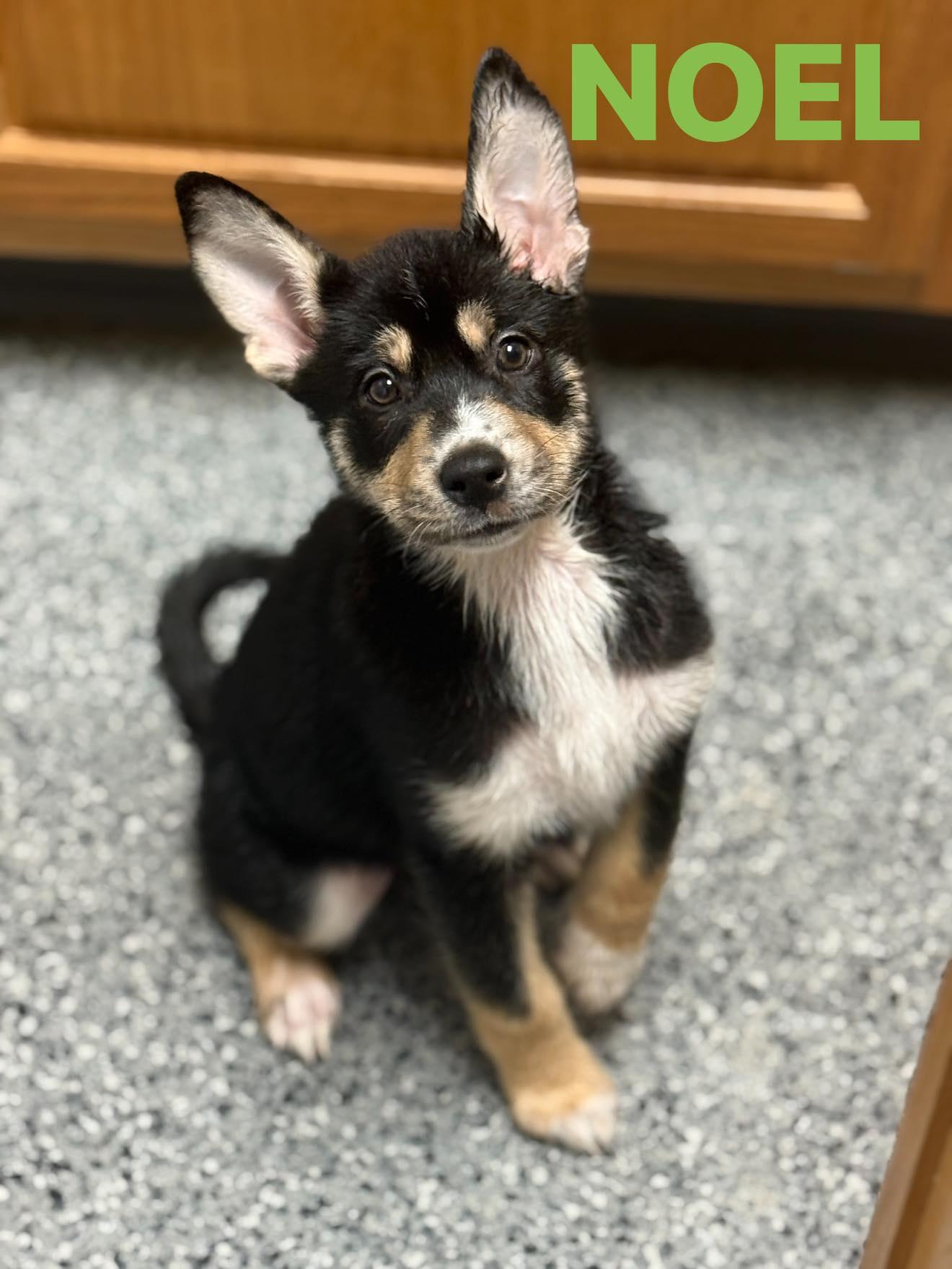 Noel, Adoptable, Puppy Female Husky.