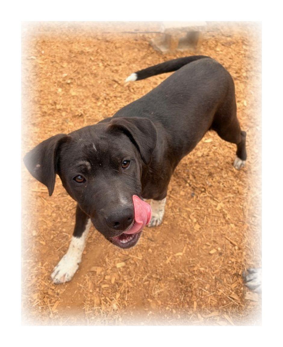 Randolph, ADOPTABLE, Puppy Male Great Dane & Black Labrador Retriever.