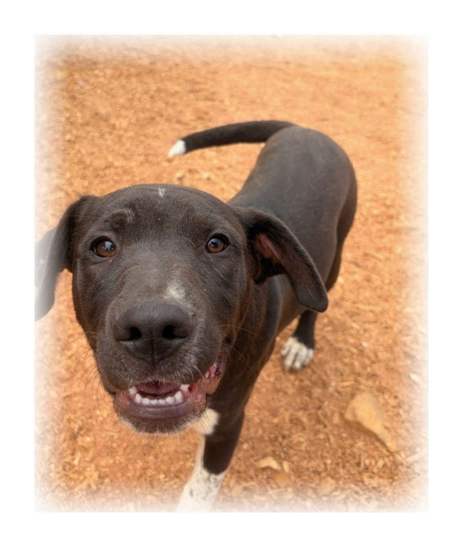 Enlarge Randolph, a ADOPTABLE mixed breed in Melbourne, AR image 4/4