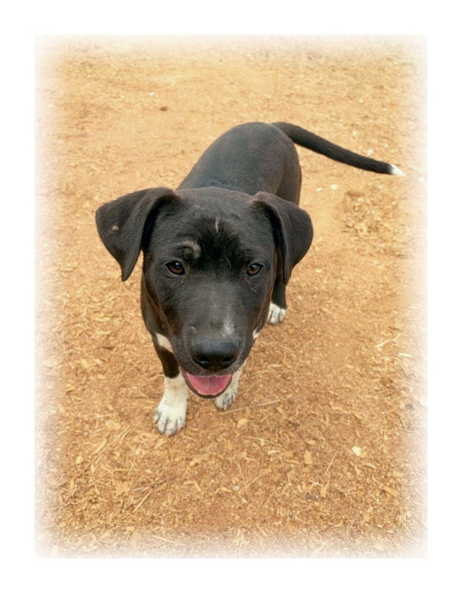 Enlarge Randolph, a ADOPTABLE mixed breed in Melbourne, AR image 2/4