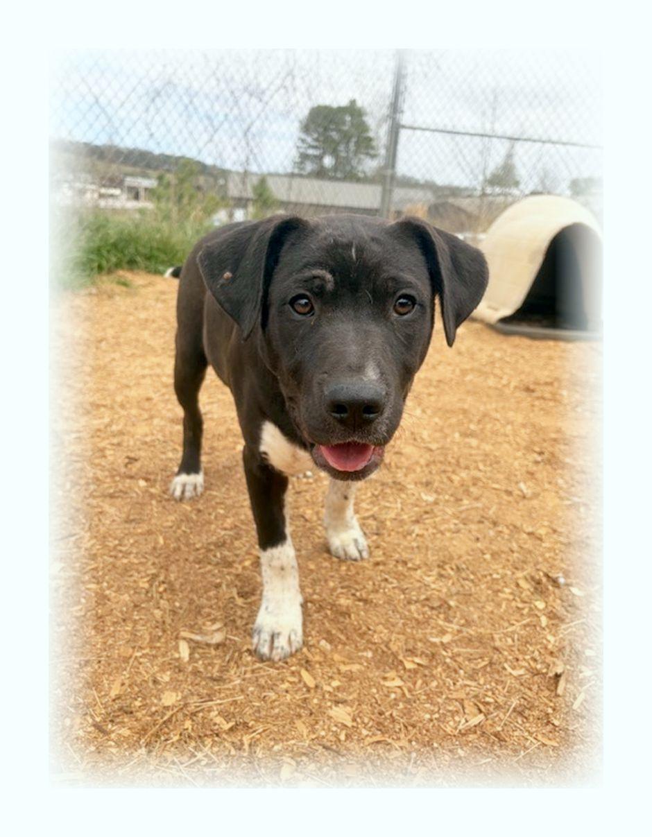 Enlarge Randolph, a ADOPTABLE mixed breed in Melbourne, AR image 3/4