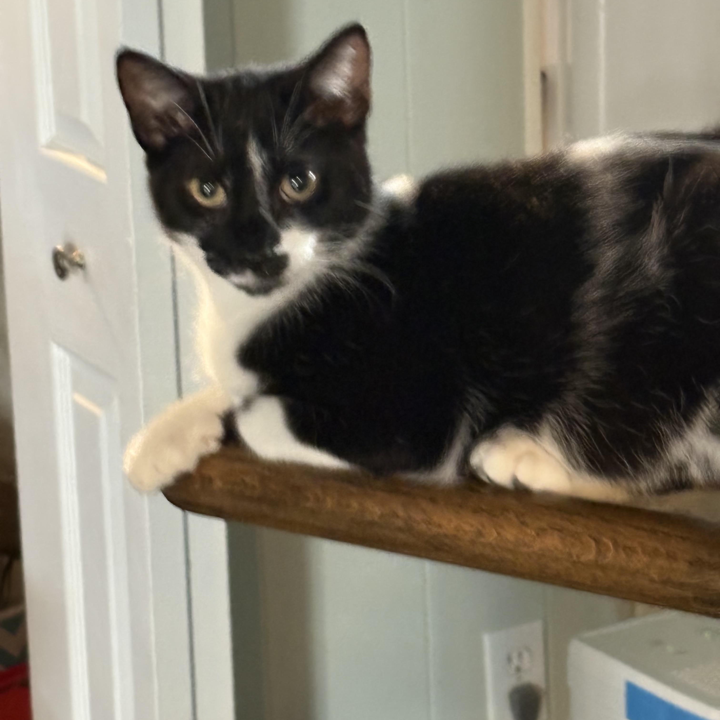 Enlarge Patches, a Adoptable Domestic Short Hair in Cleveland, OH image 2/6