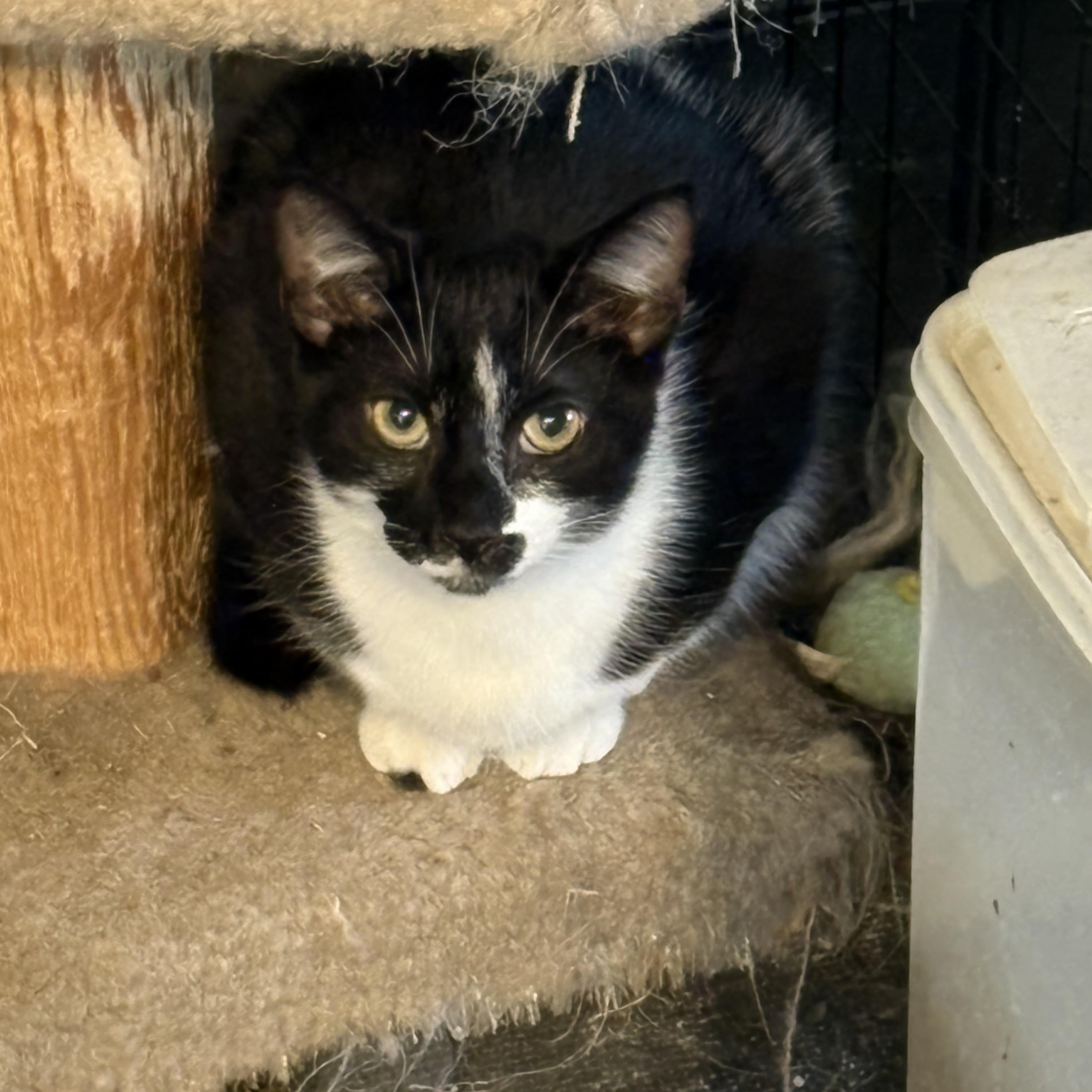 Patches, Adoptable, Young Male Domestic Short Hair.