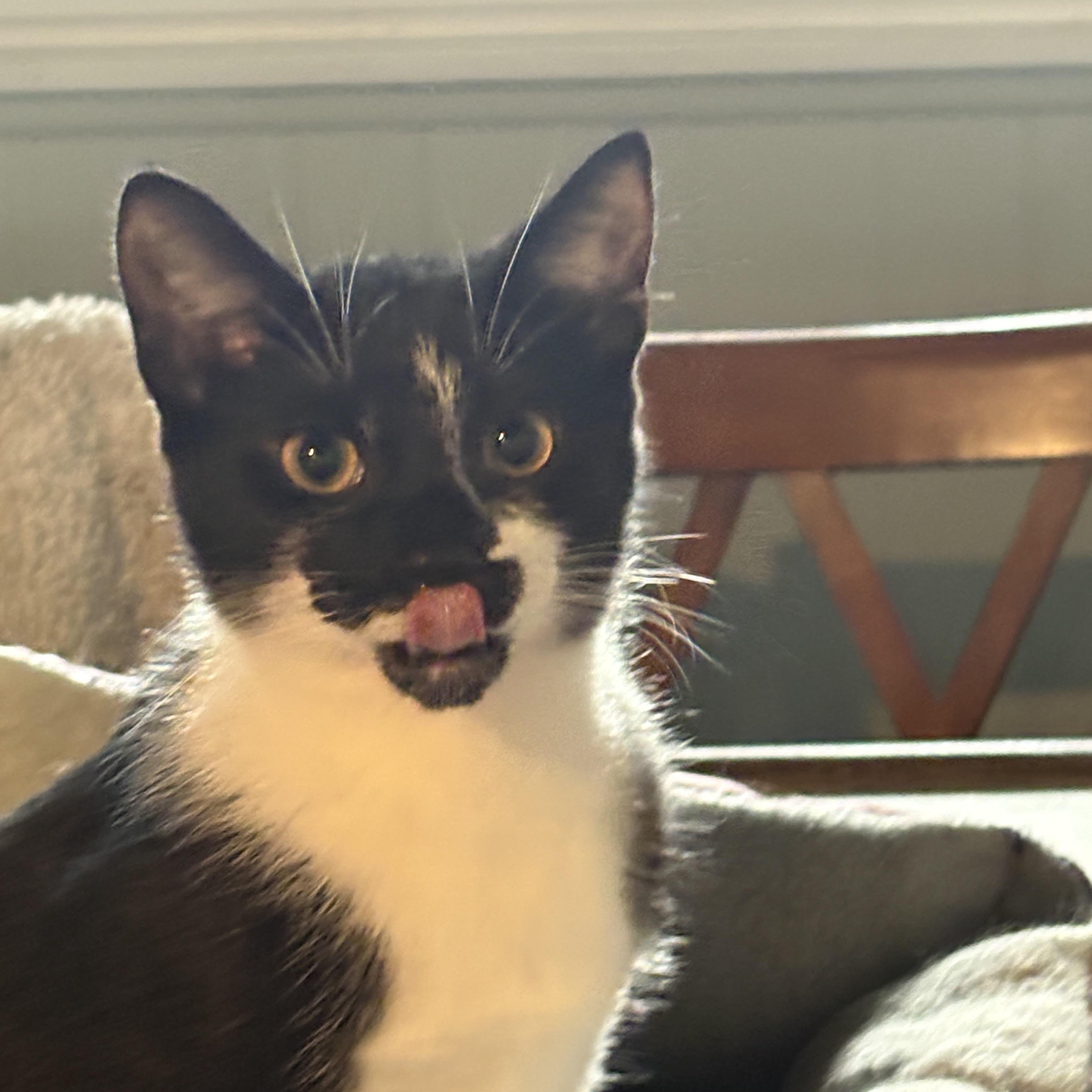 Enlarge Patches, a Adoptable Domestic Short Hair in Cleveland, OH image 3/6