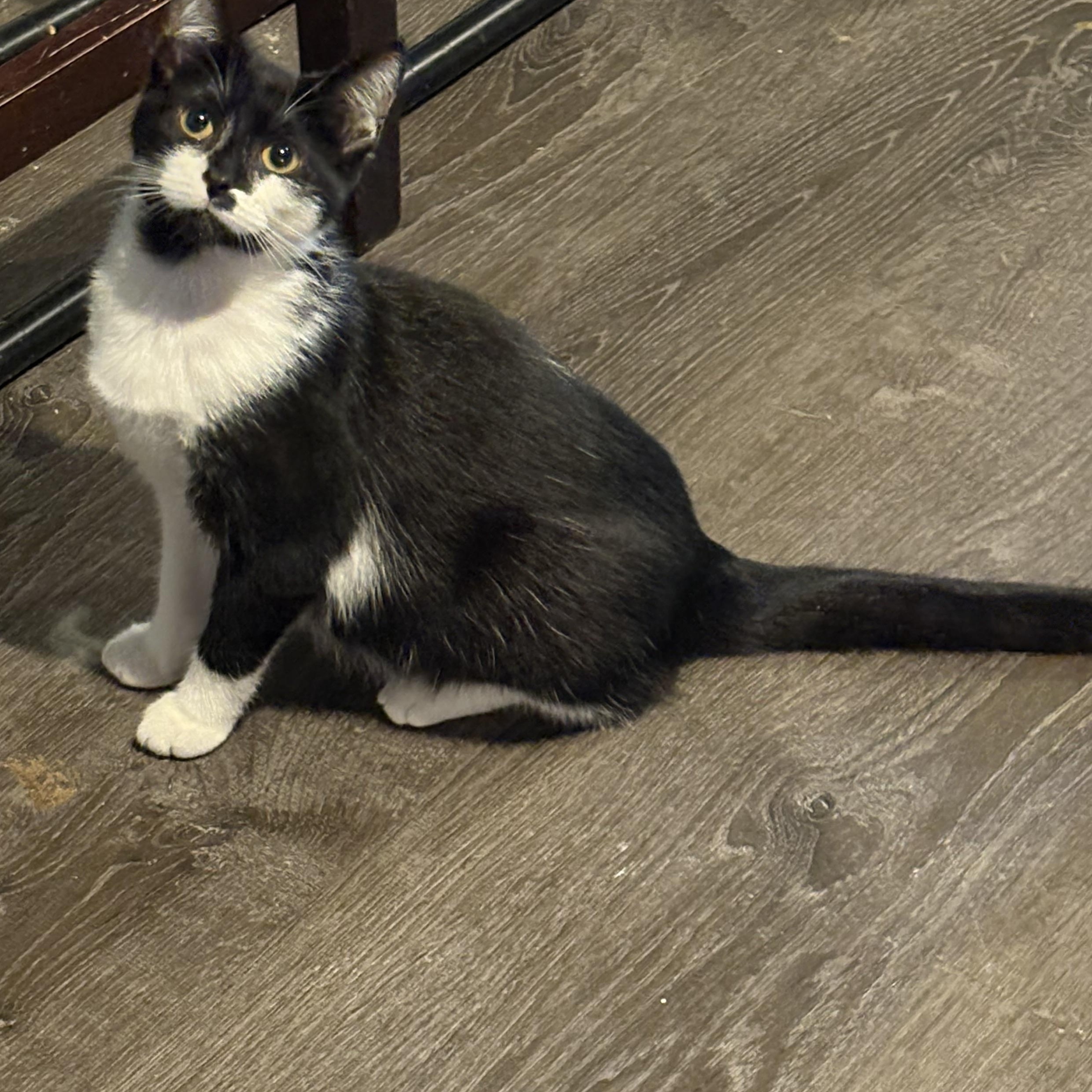 Enlarge Patches, a Adoptable Domestic Short Hair in Cleveland, OH image 4/6